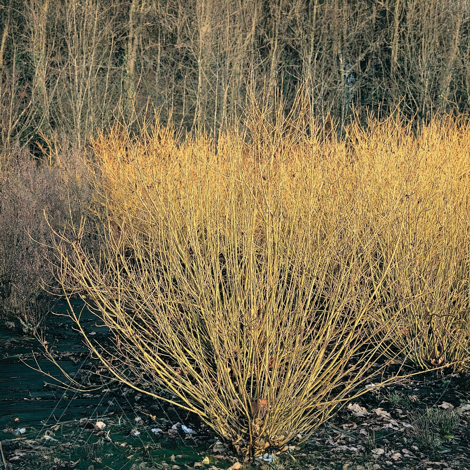 Bud's Yellow Dogwood