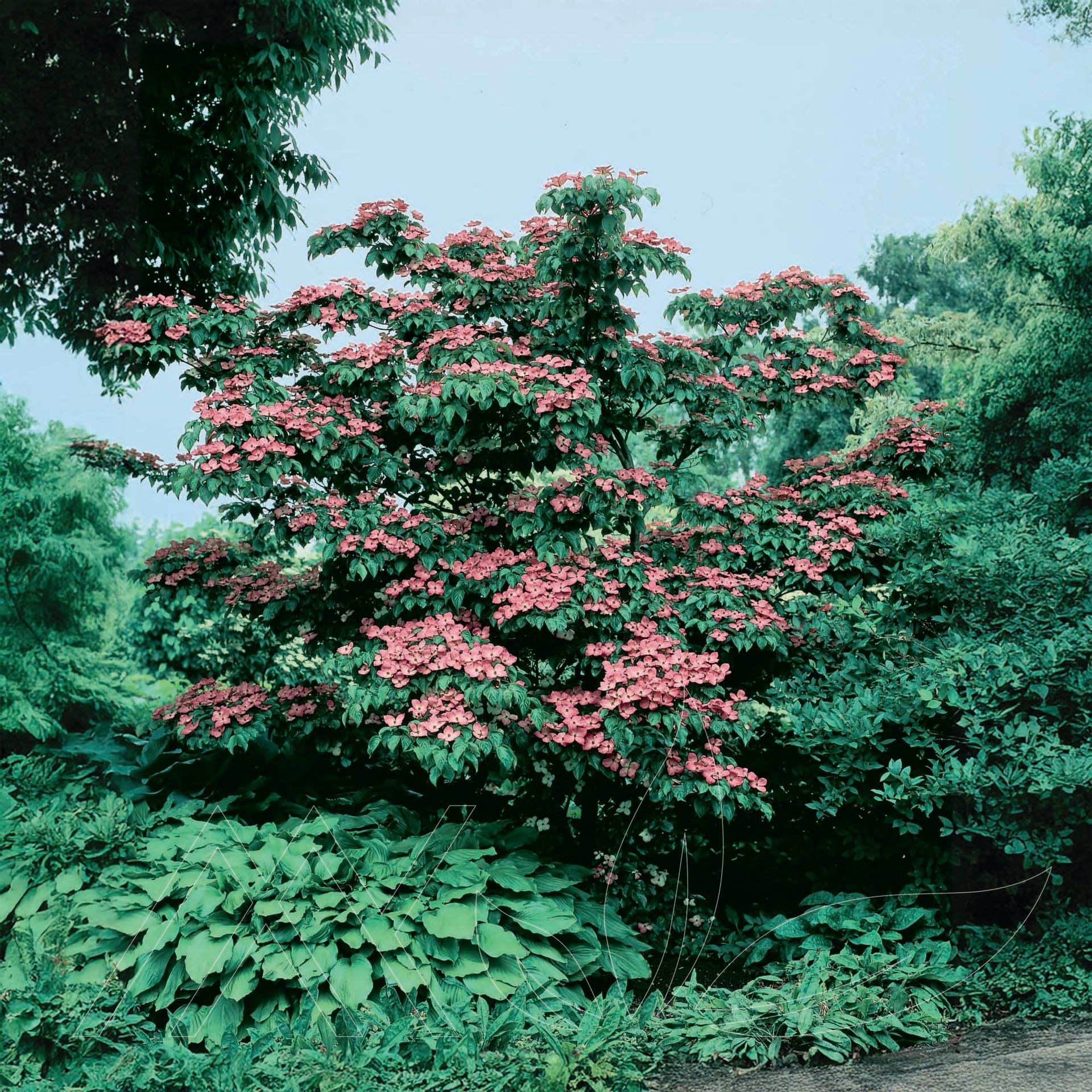 Pink Chinese Flowering Dogwood