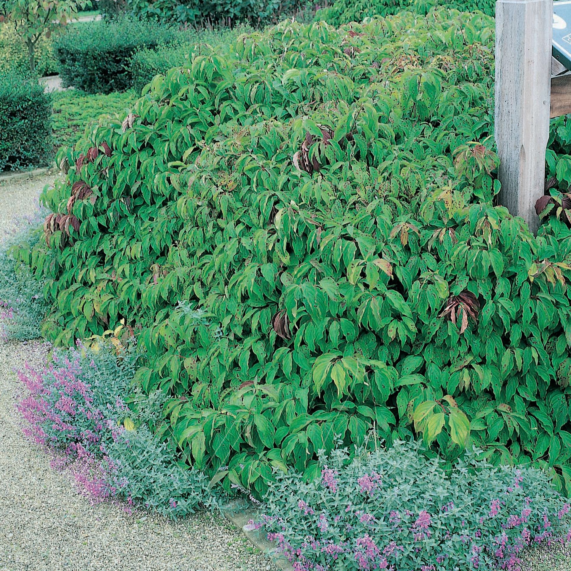 Kelsey Dwarf Dogwood