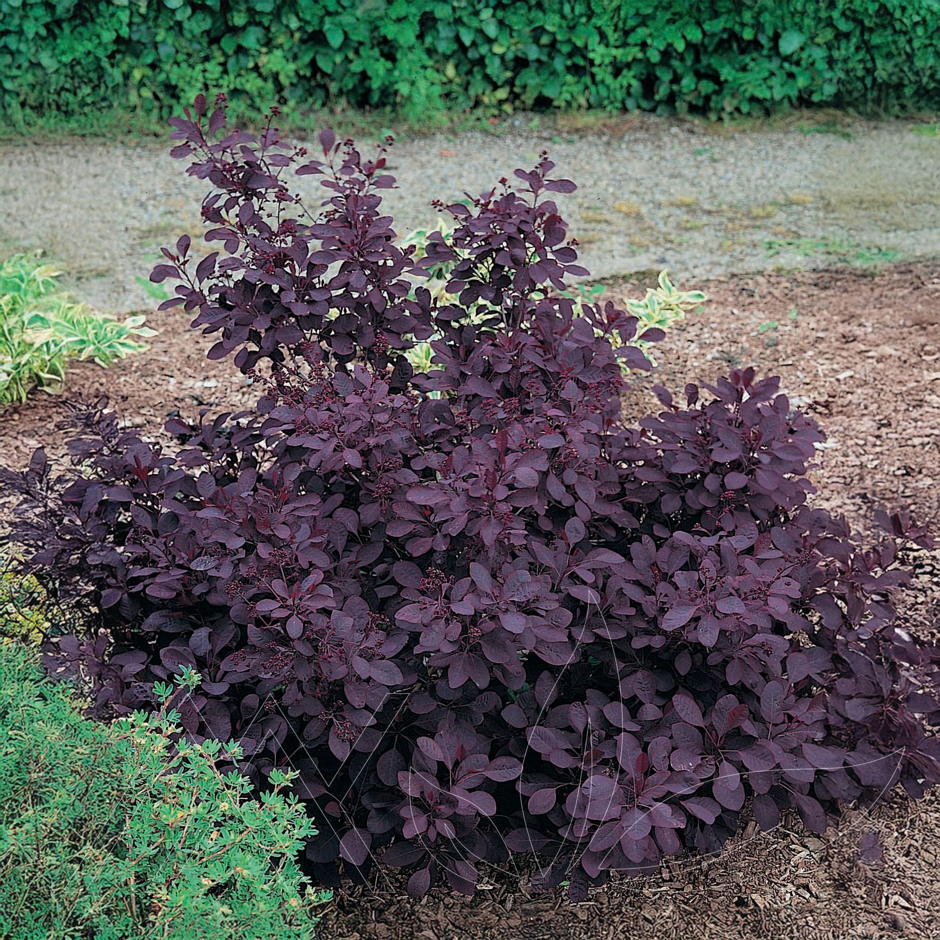 Royal Purple Smoke Bush