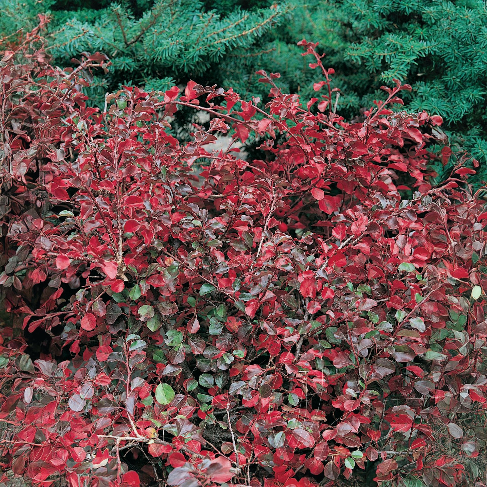Cranberry Cotoneaster