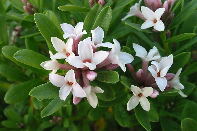 Eternal Fragrance Daphne