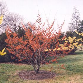 Diane Witch Hazel