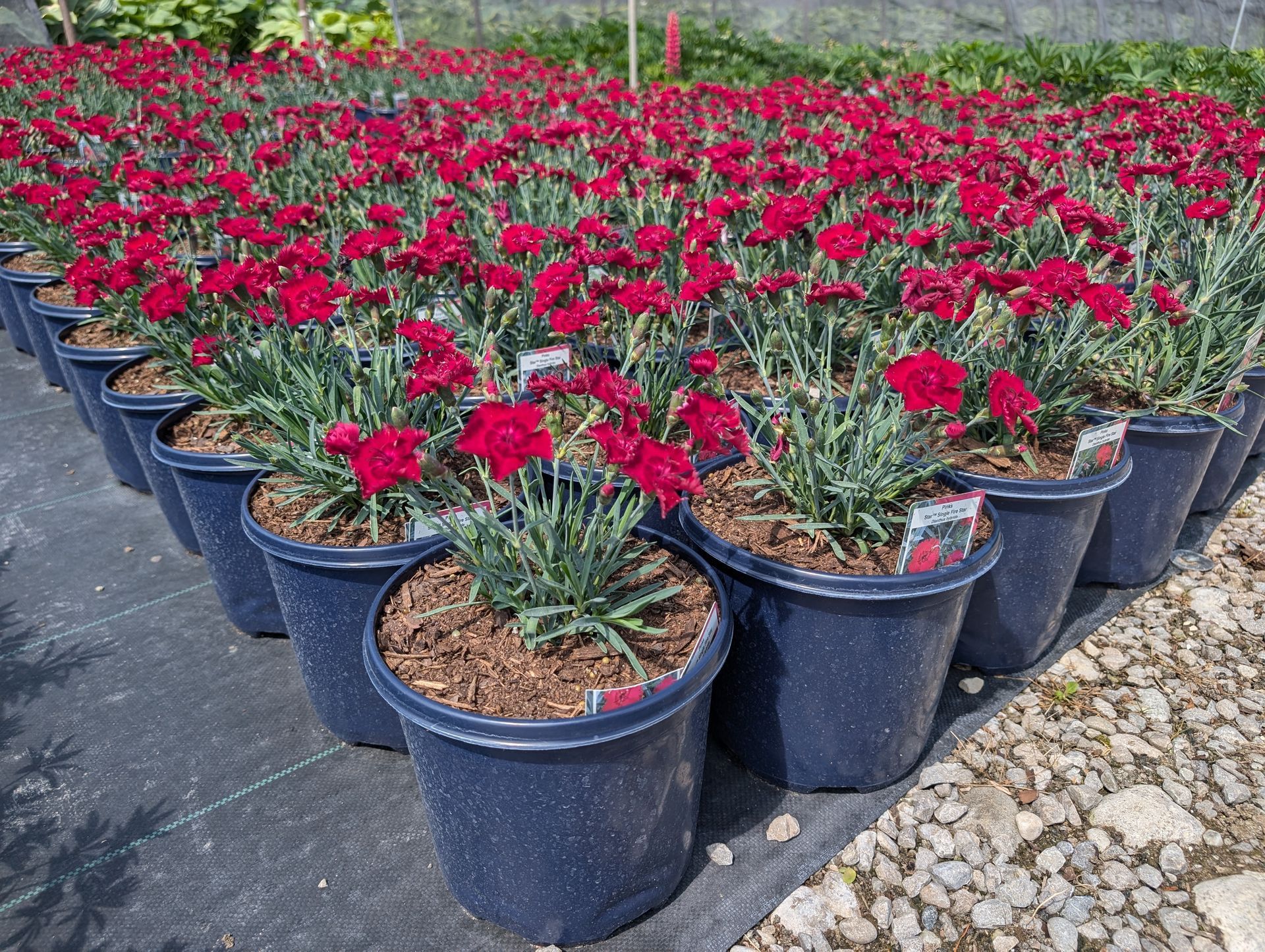 STAR SINGLE™ Fire Star Pinks