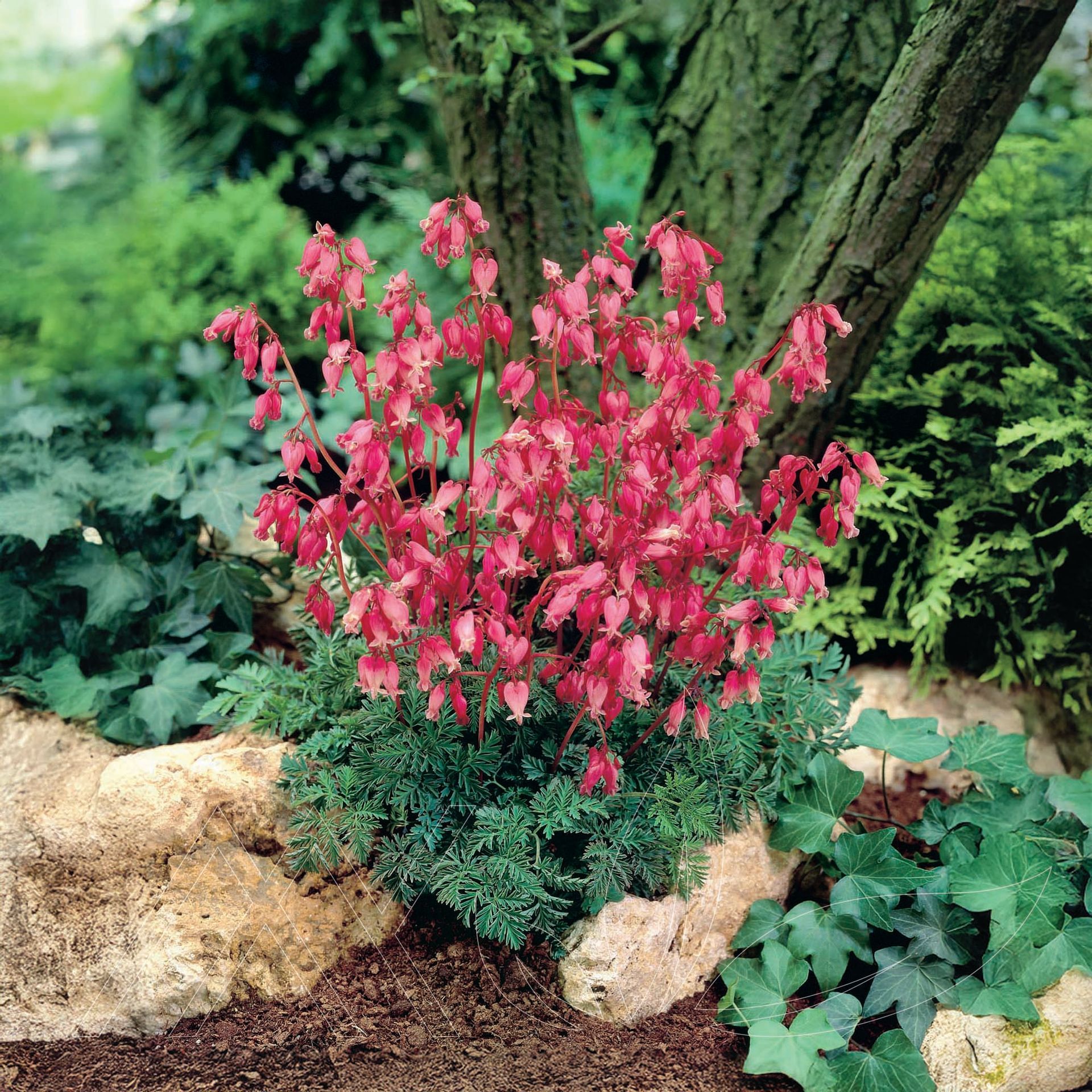 Fringed Bleeding Heart
