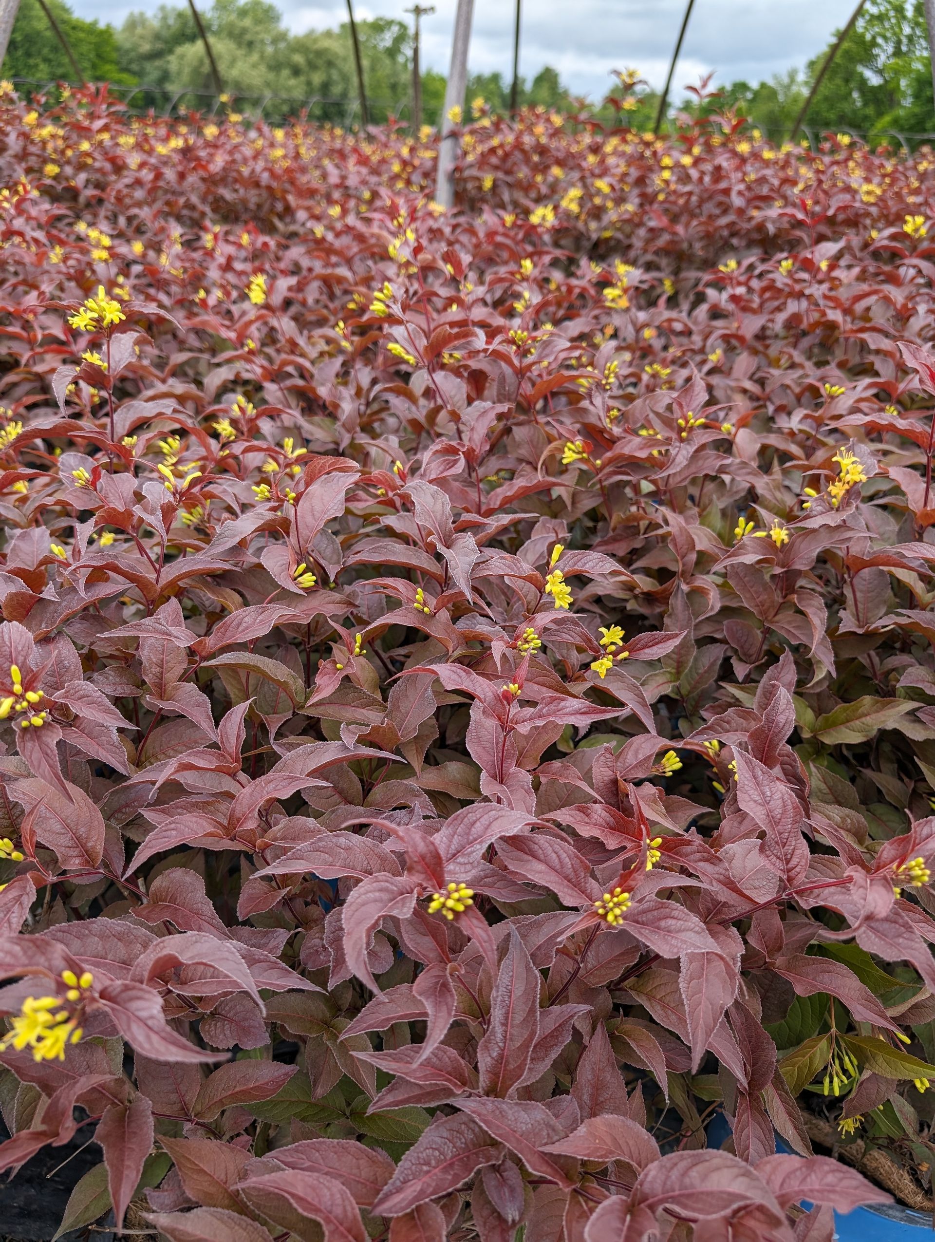 Nightglow® Honeysuckle