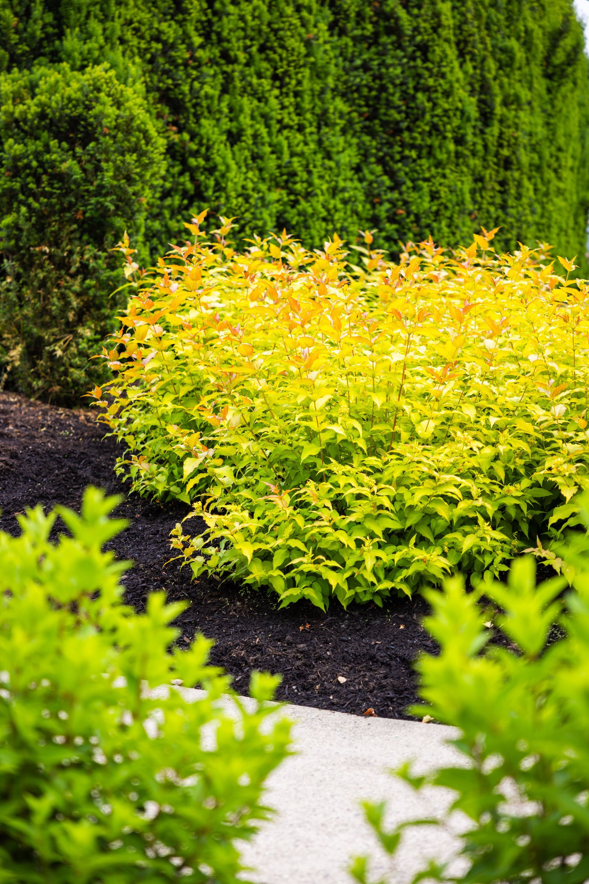 Firefly® Bush Honeysuckle