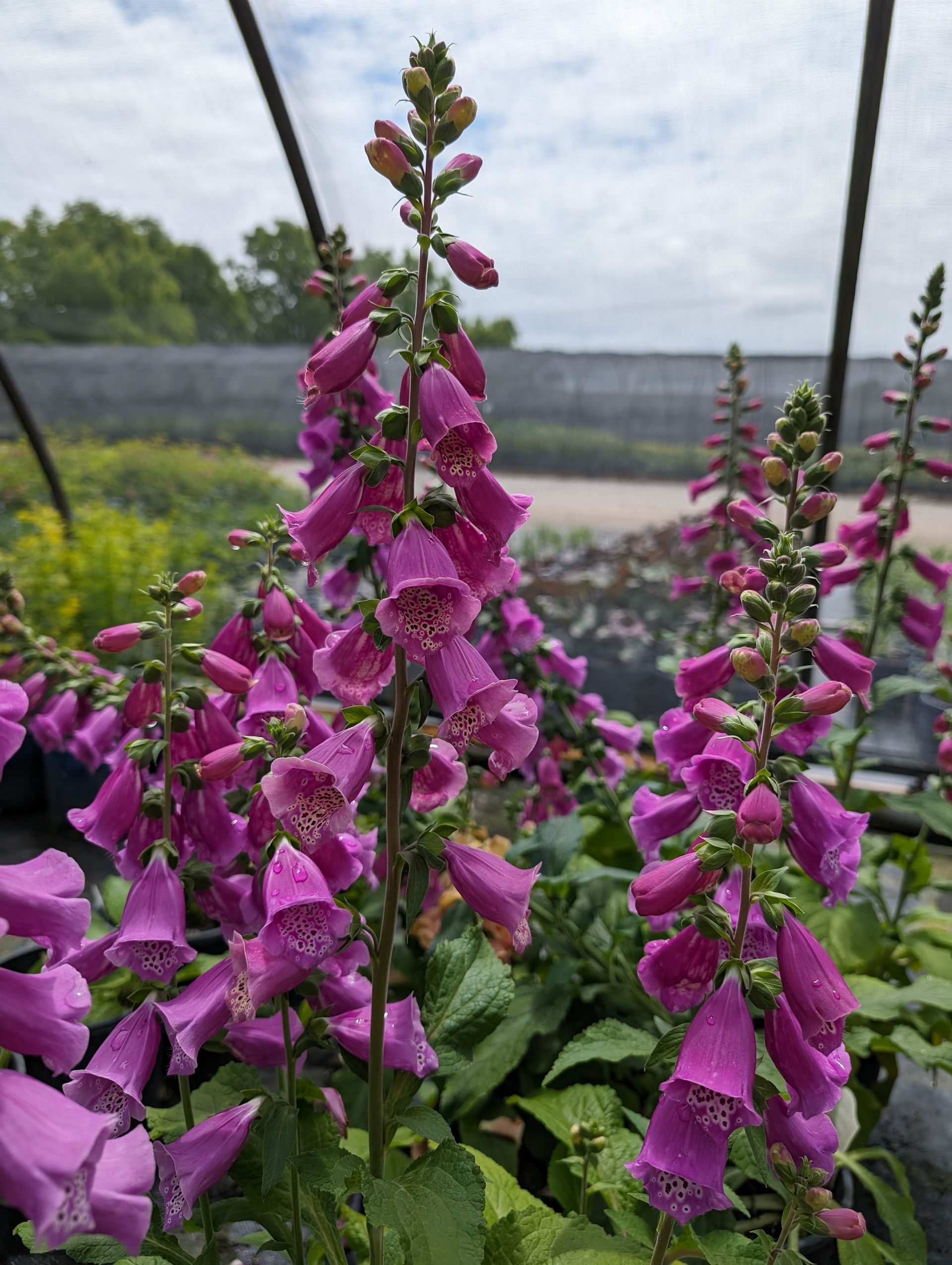 Dalmation Purple Foxglove