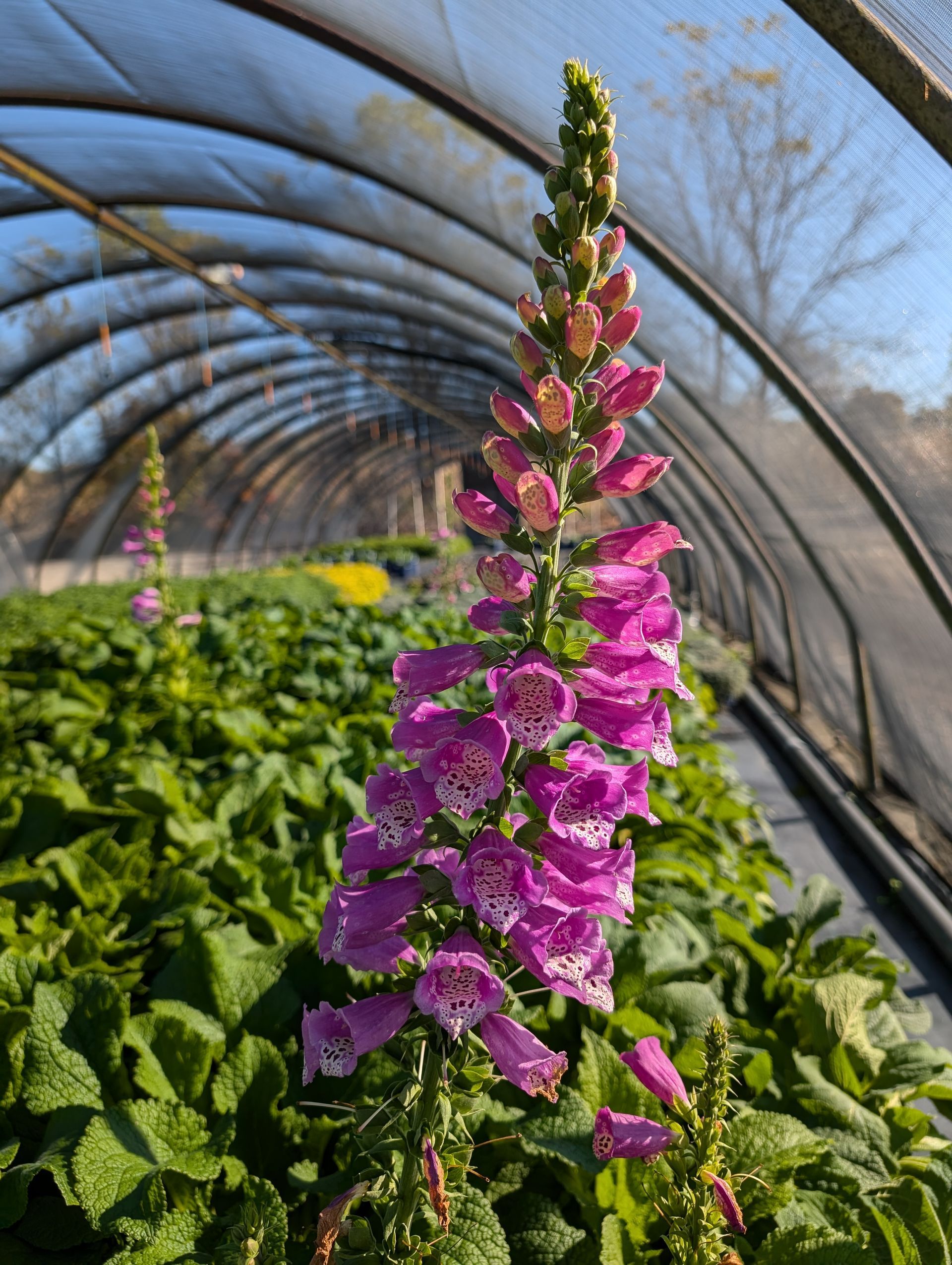 Dalmation Purple Foxglove
