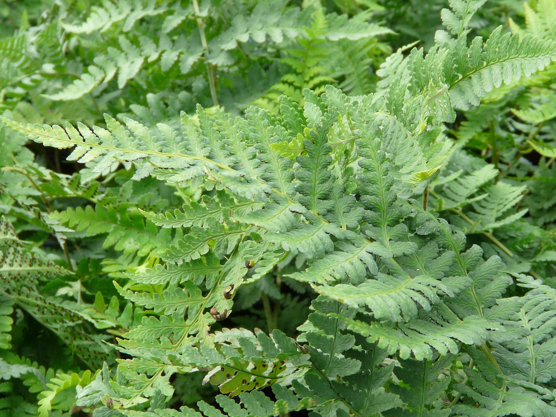 Leatherwood Fern
