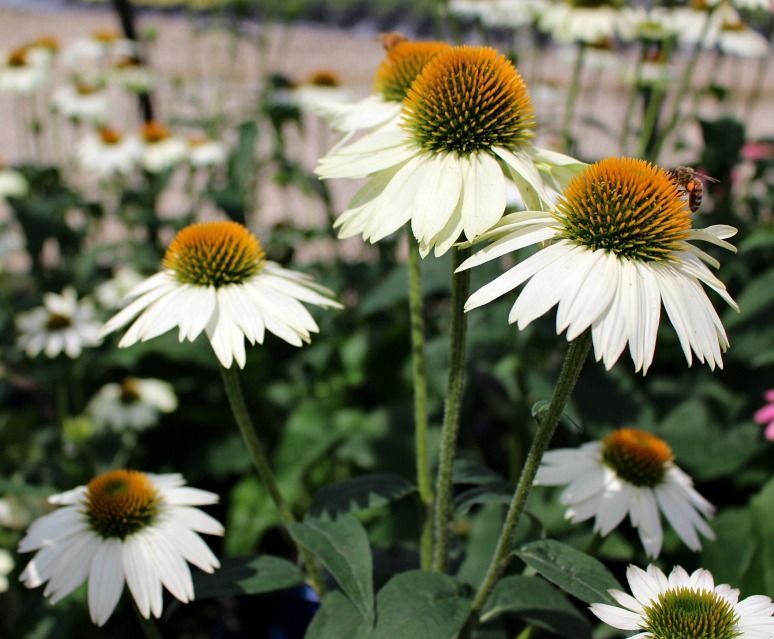 PowWow® White Coneflower