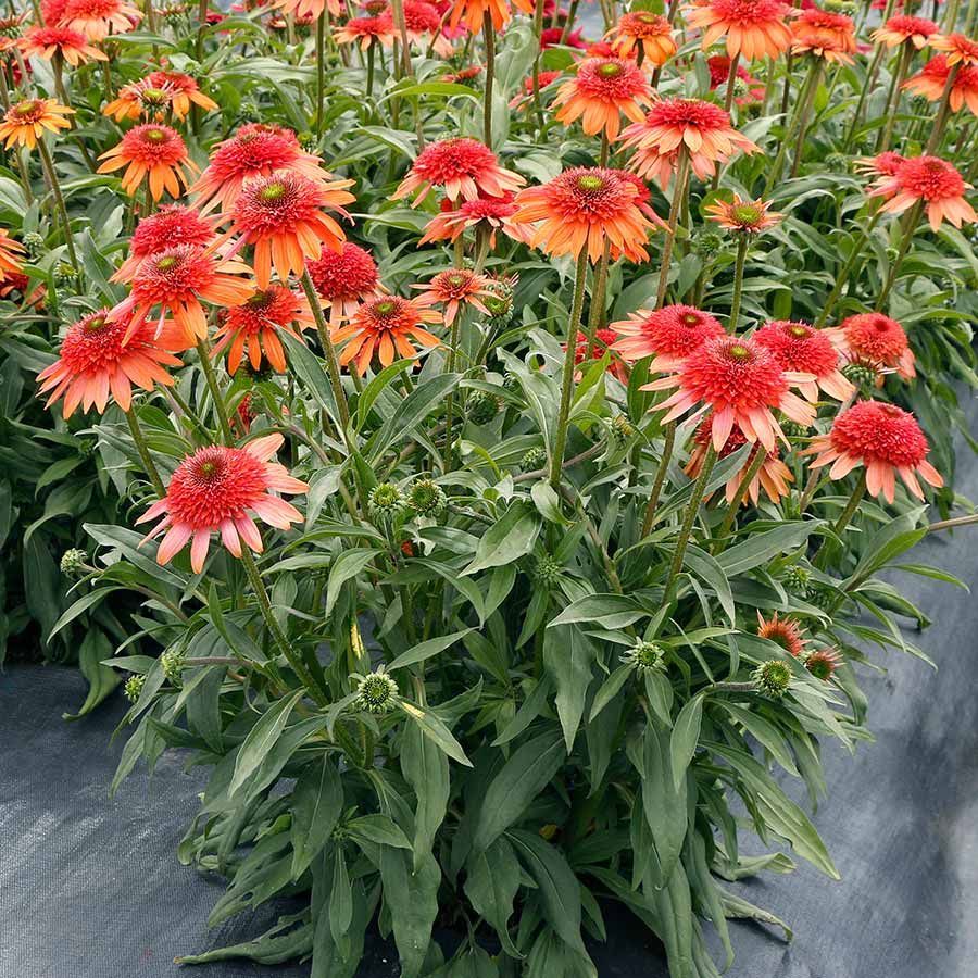 CARA MIA™ Coral Coneflower