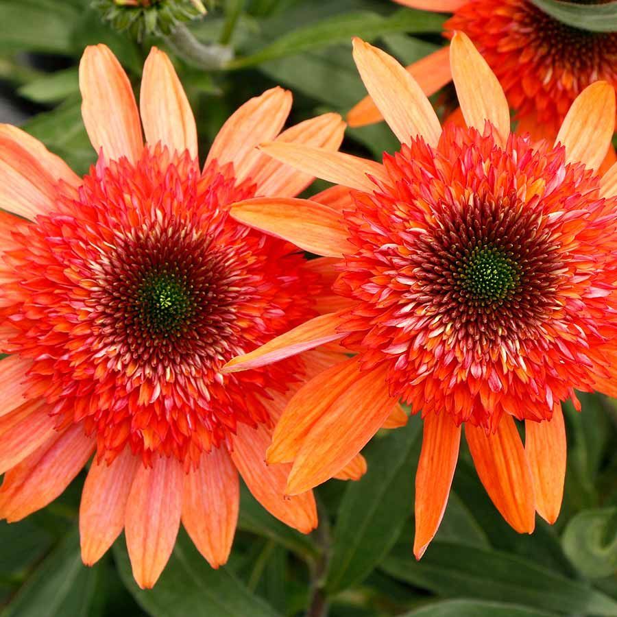 CARA MIA™ Coral Coneflower