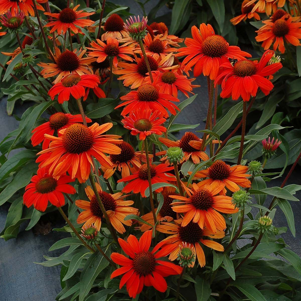 KISMET® Intense Orange Coneflower