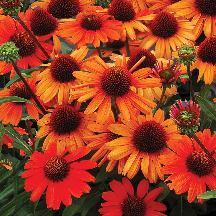 KISMET® Intense Orange Coneflower