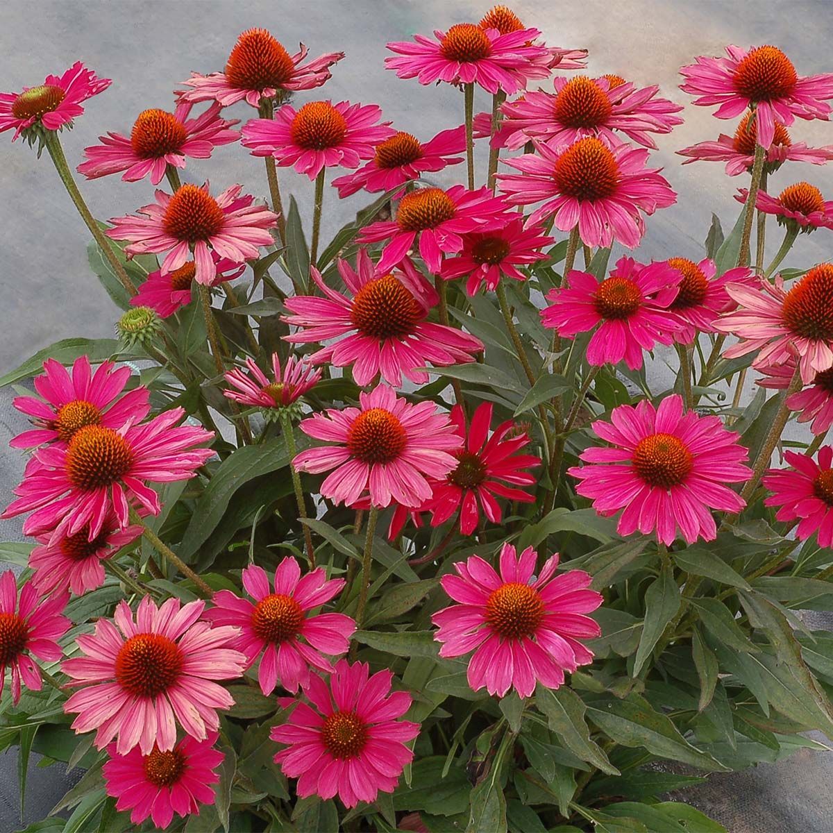 KISMET® Raspberry Coneflower