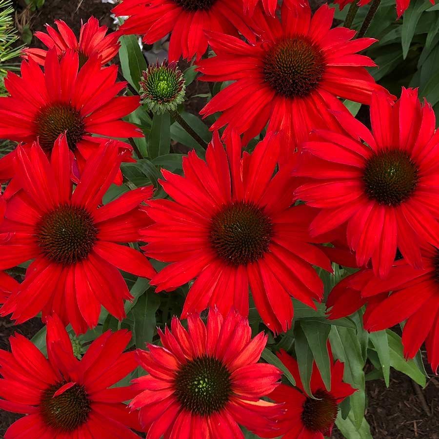 KISMET® Red Coneflower