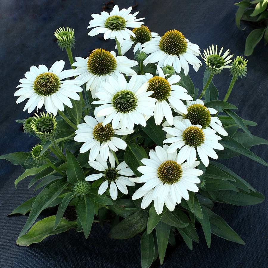 KISMET® White Coneflower
