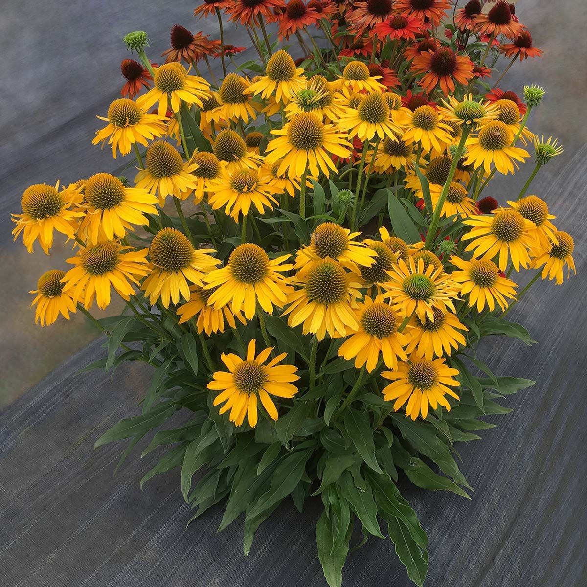KISMET® Yellow Coneflower
