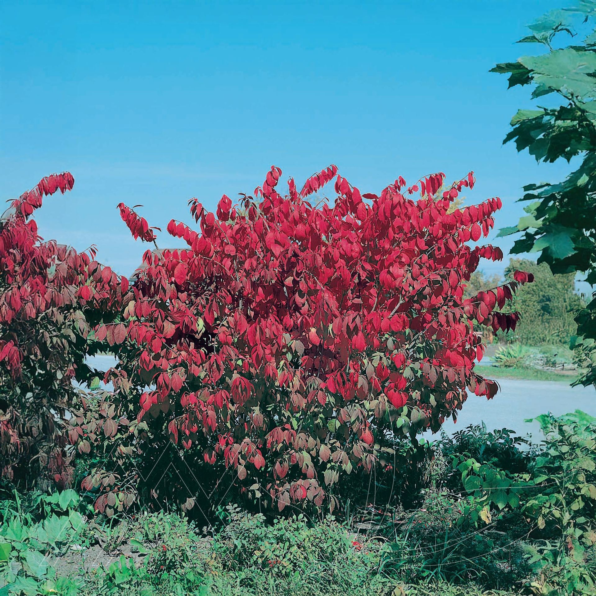 Dwarf Winged Burning Bush