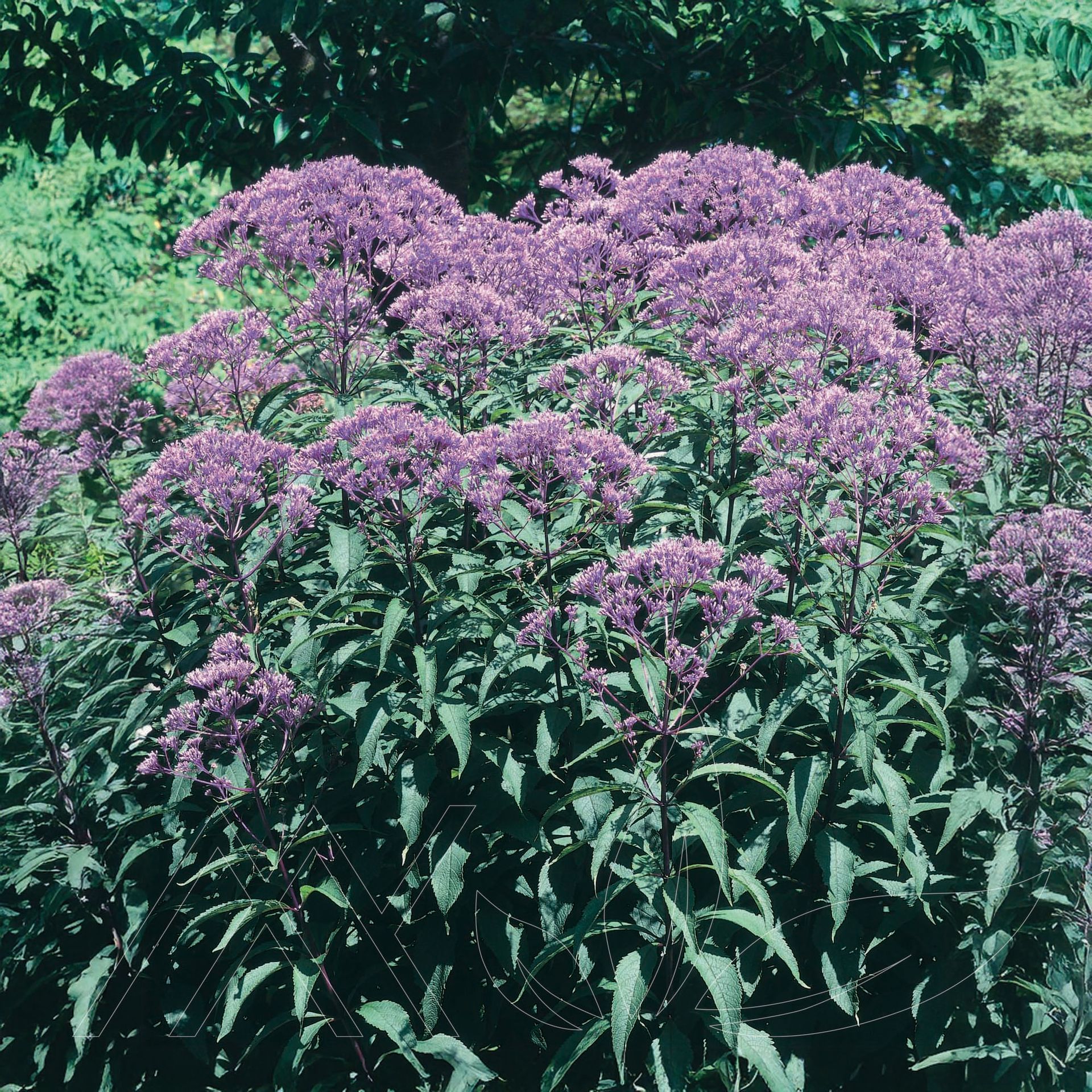 Dwarf Joe-Pye Weed