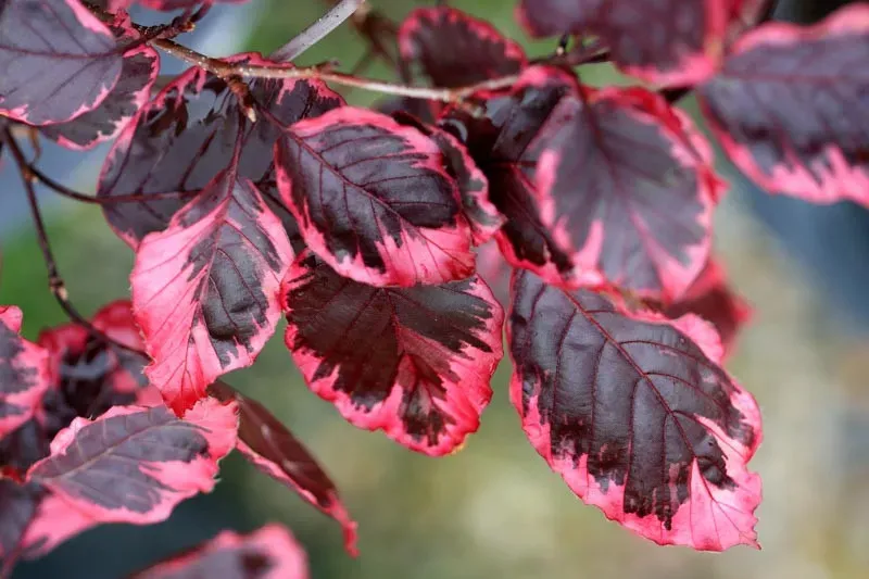 Tricolor Beech