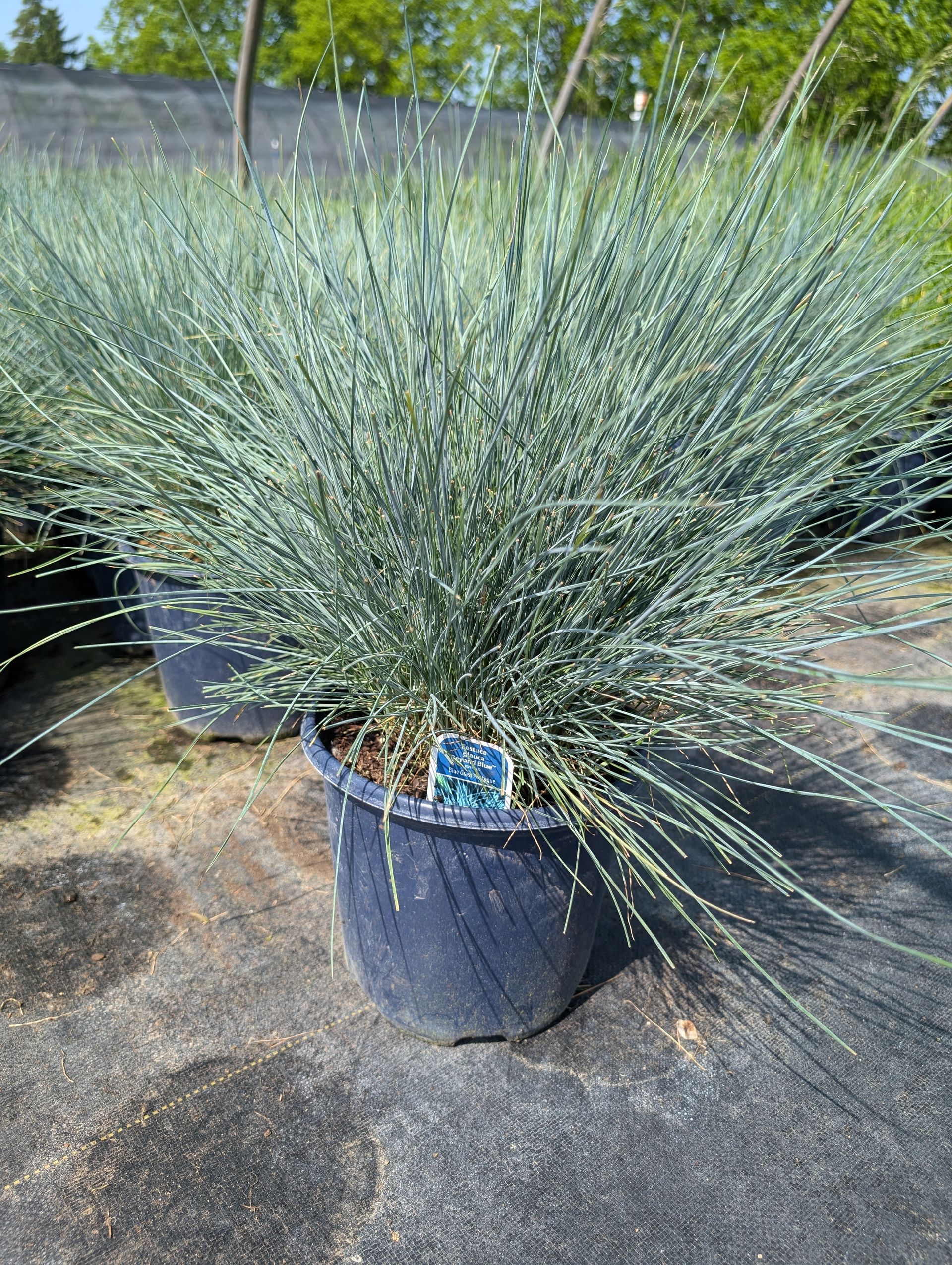 Beyond Blue Fescue