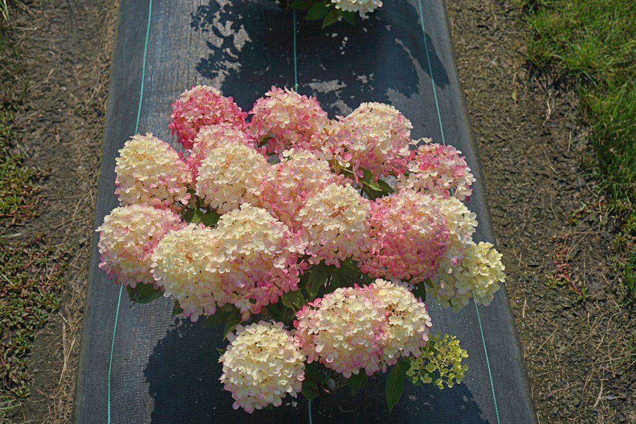 Fire Light Tidbit® Hydrangea