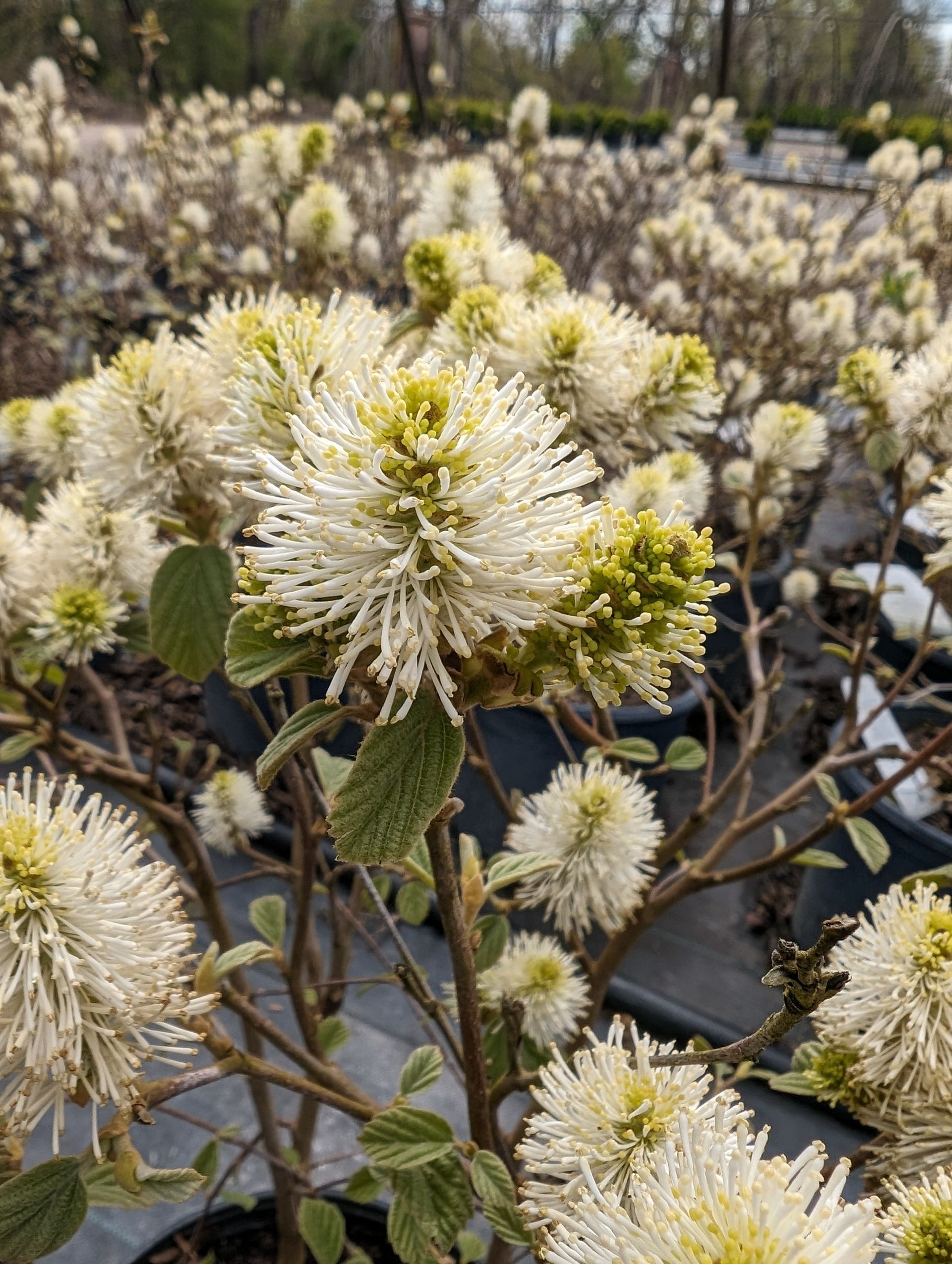Mountain Fothergilla