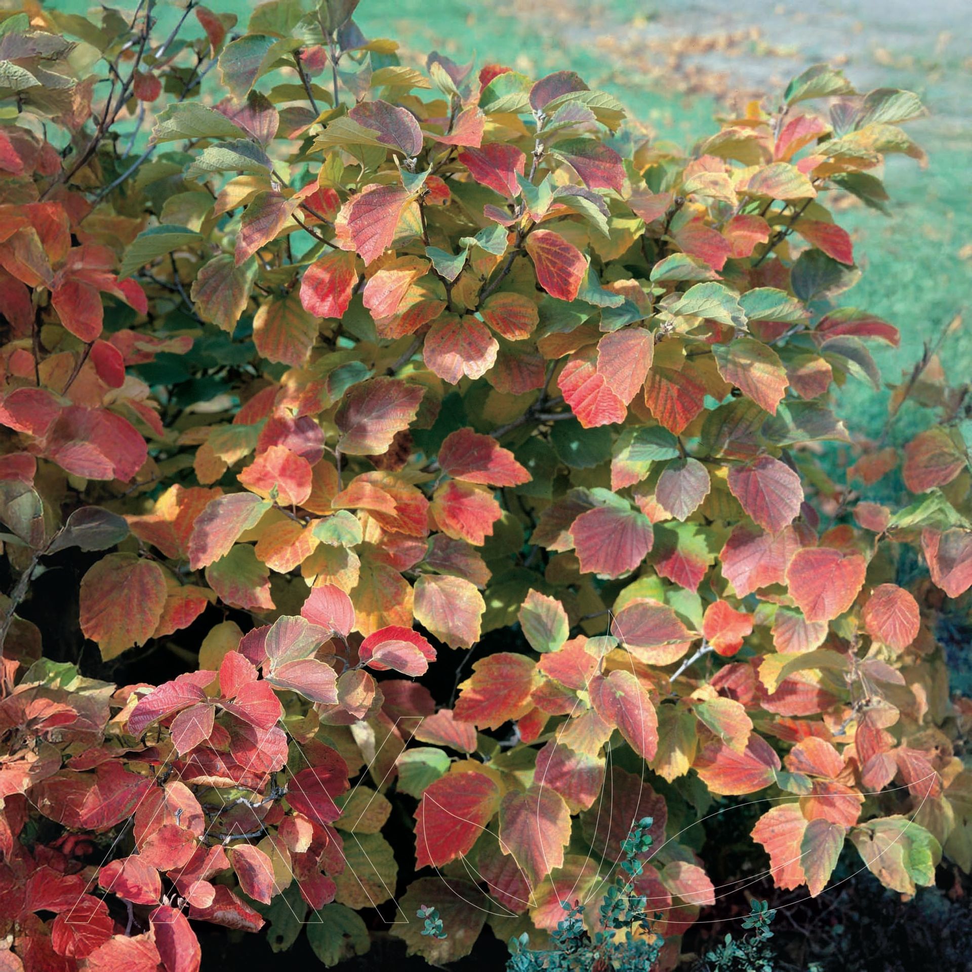 Mountain Fothergilla