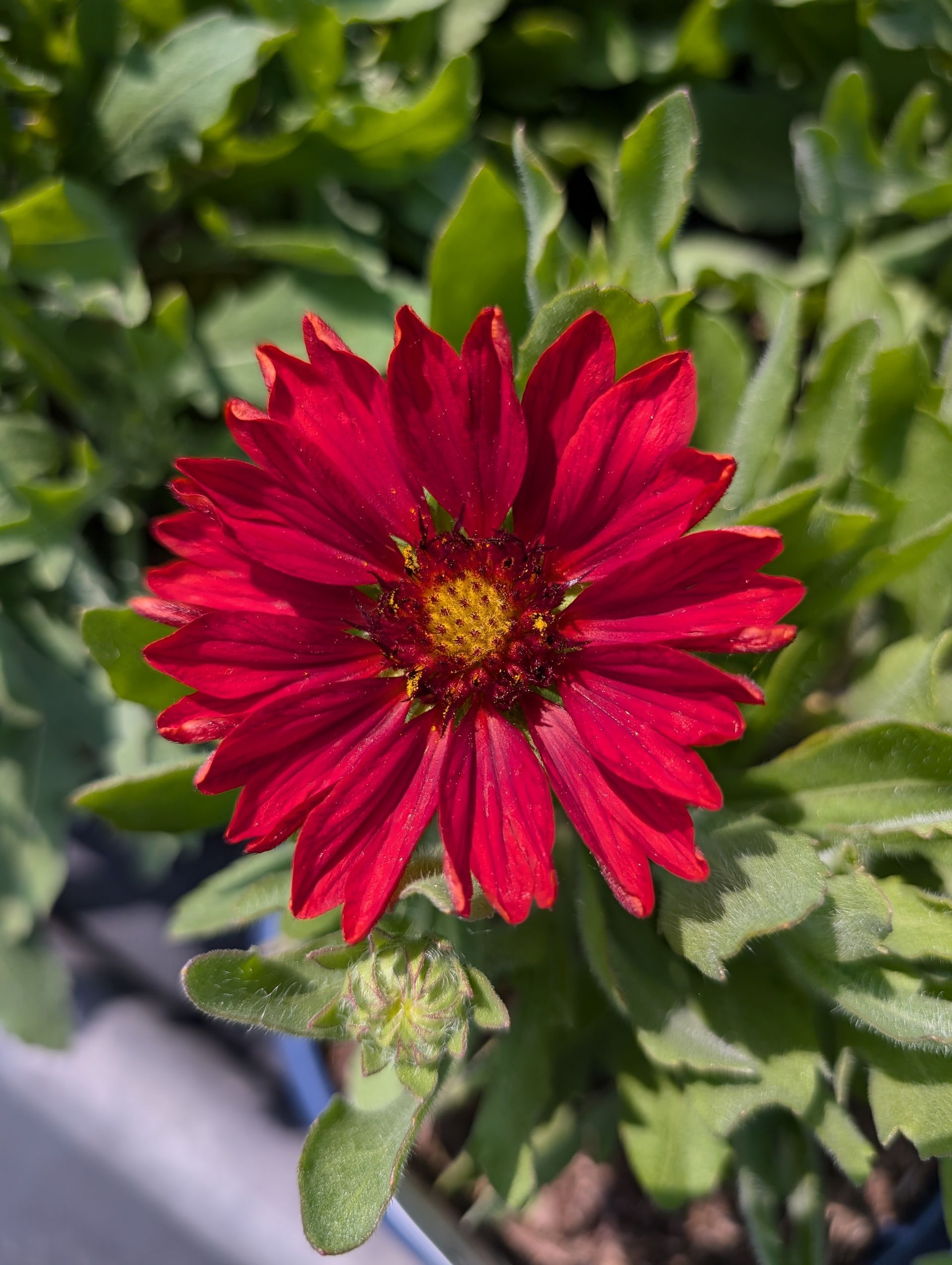 MESA™ Red Blanket Flower