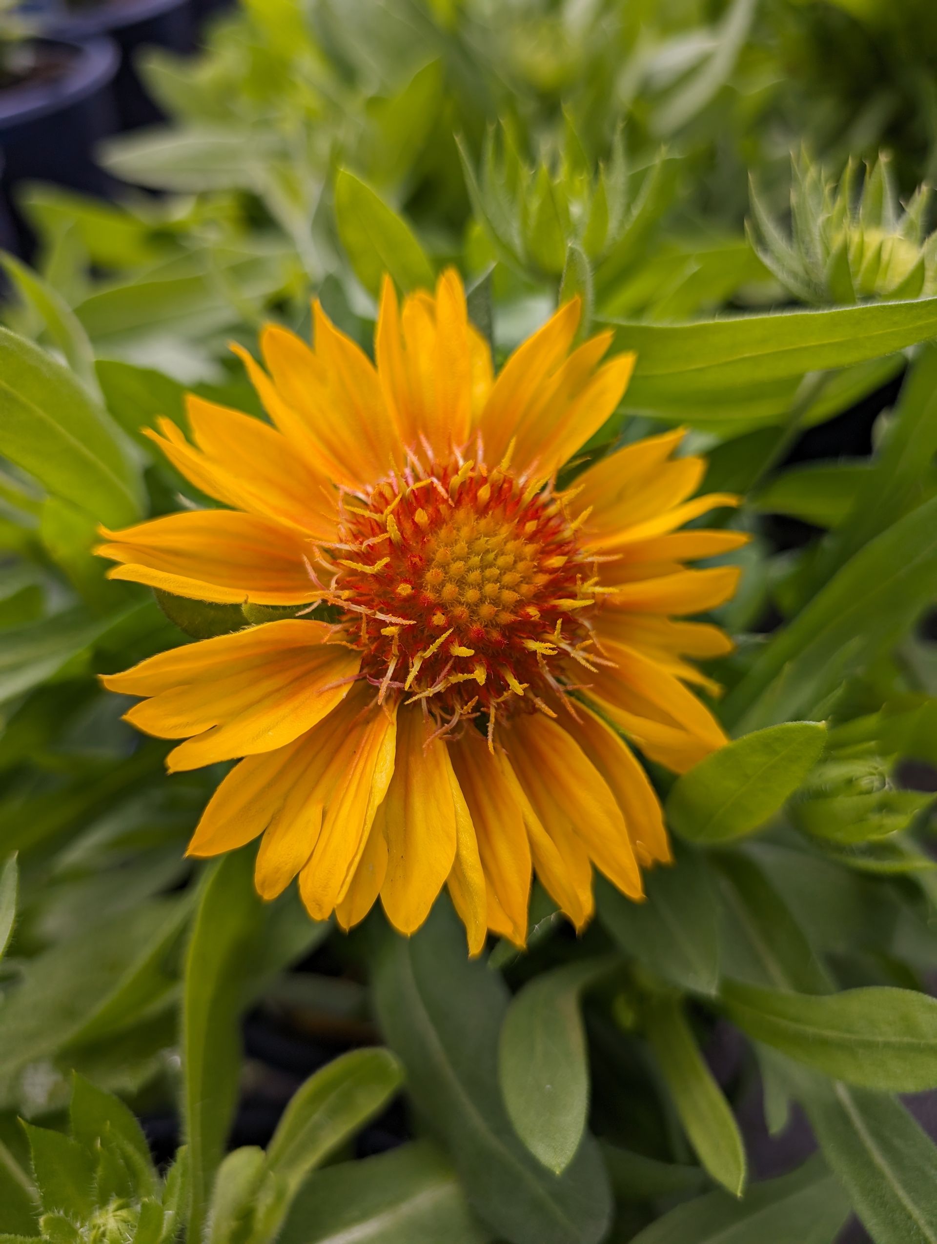 MESA™ Peach Blanket Flower