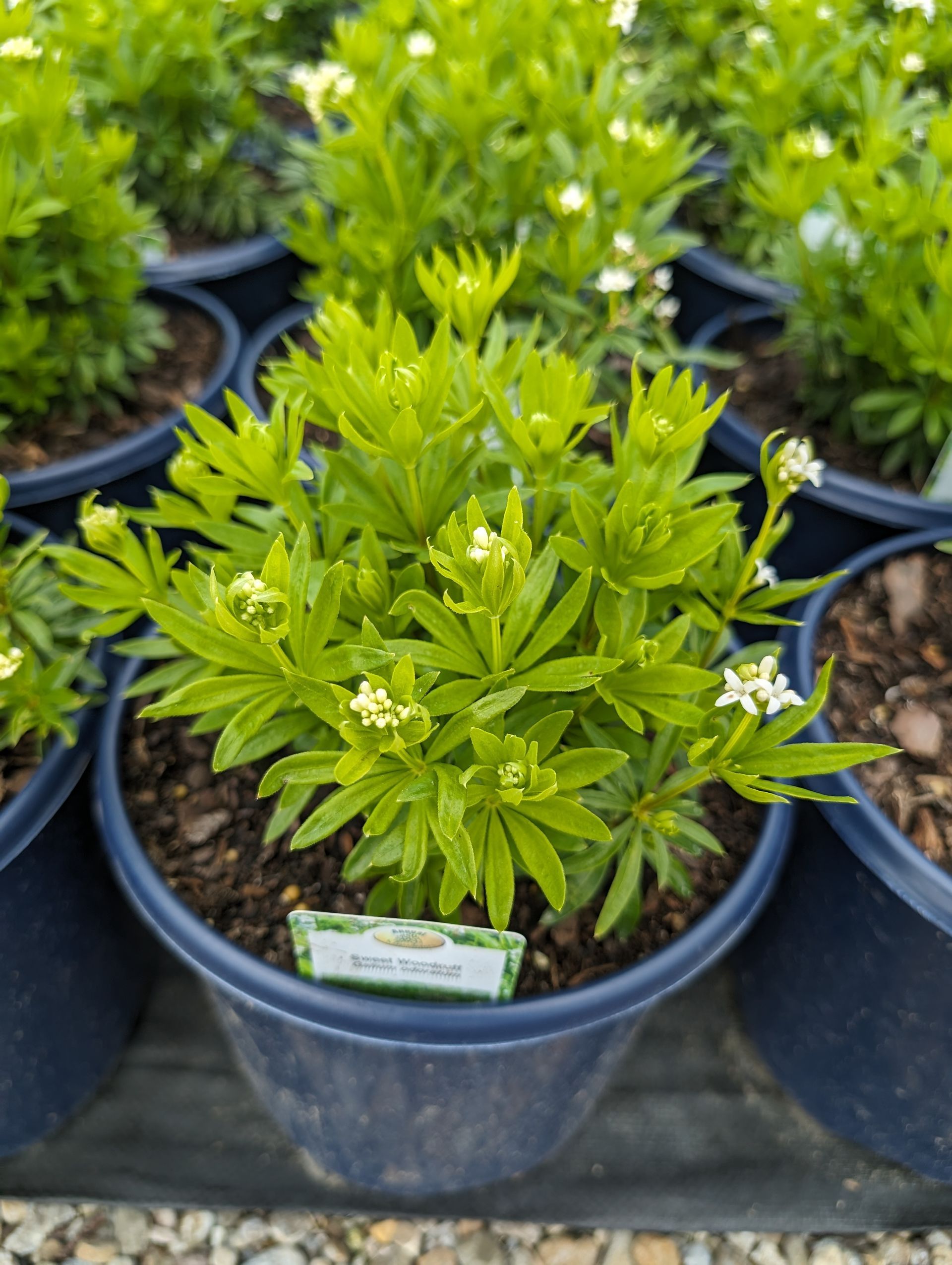 Sweet Woodruff
