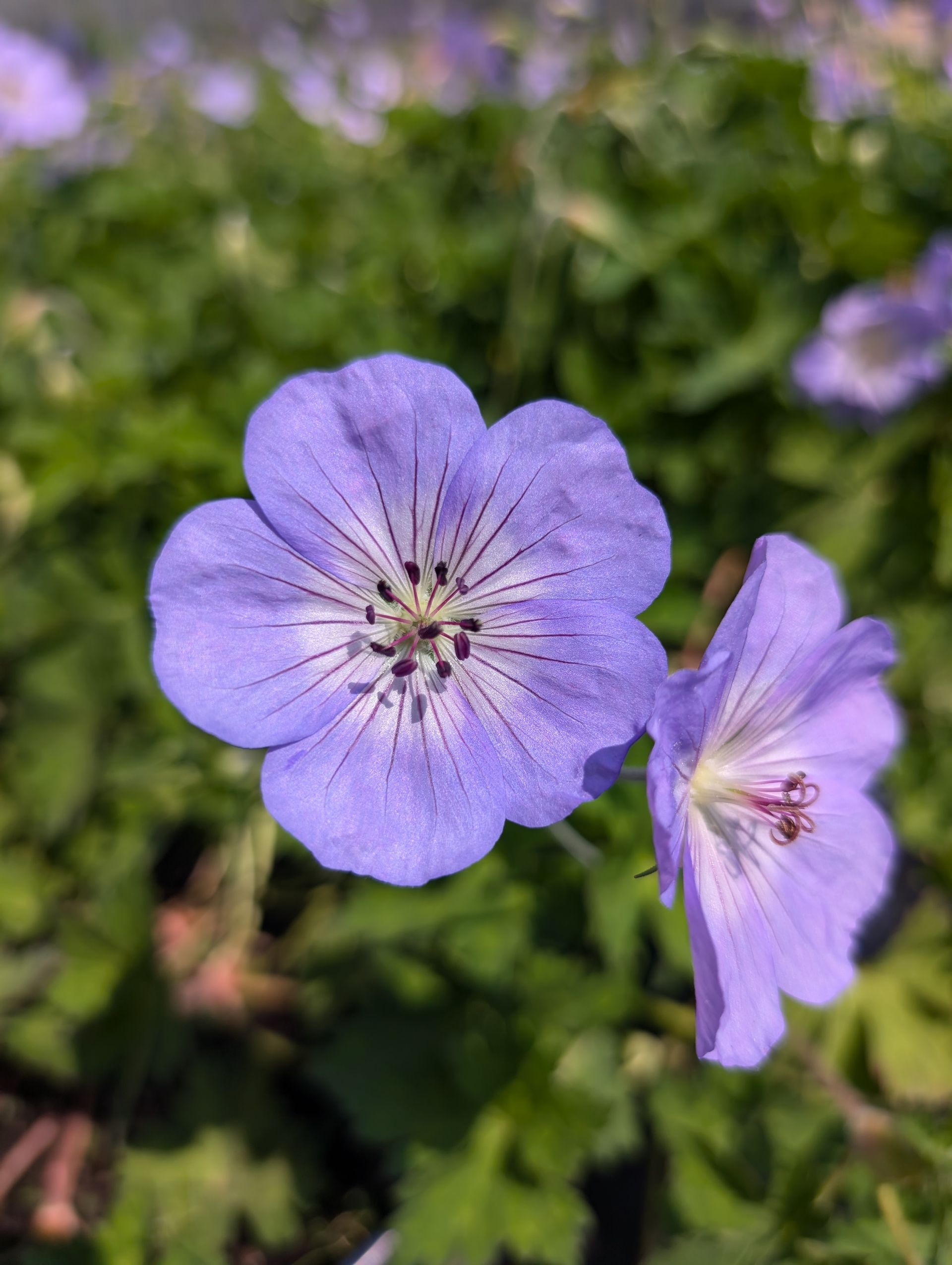Azure Rush Cranesbill