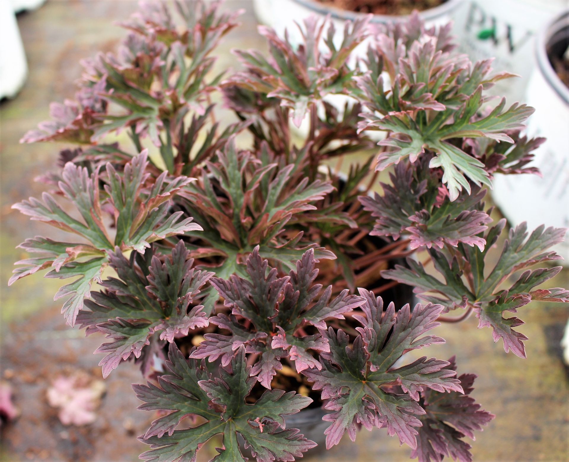 Dark Lord Cranesbill