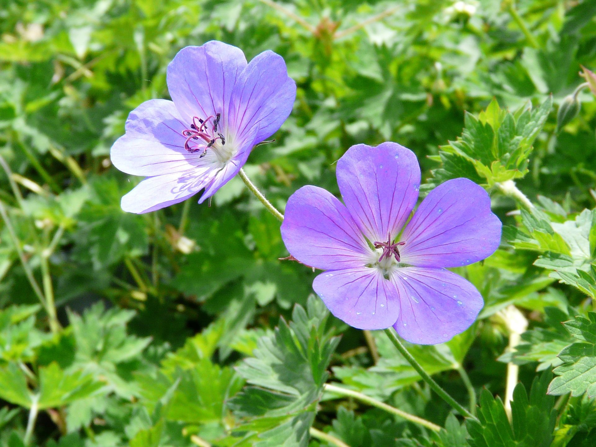 Rozanne Cranesbill