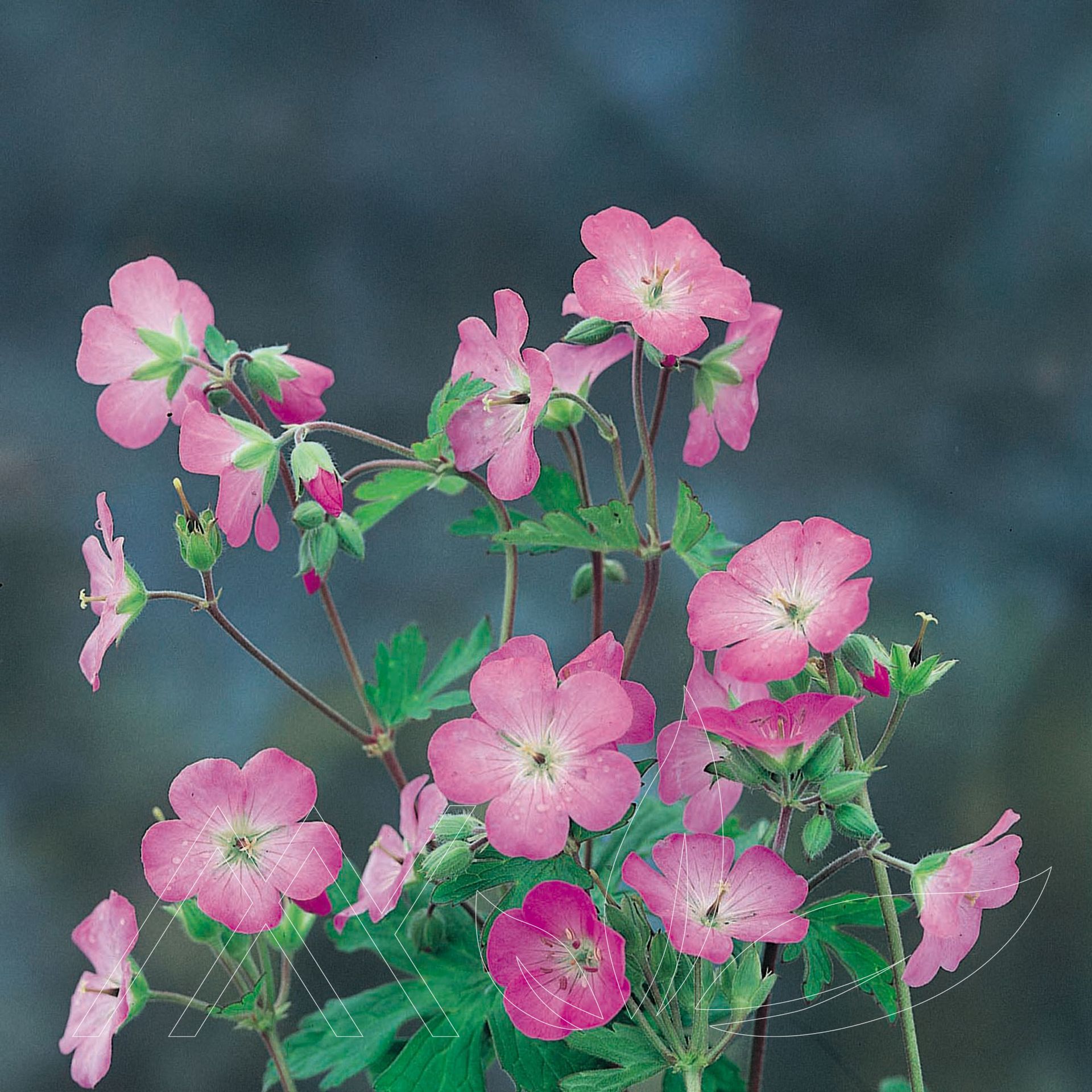 Wild Geranium