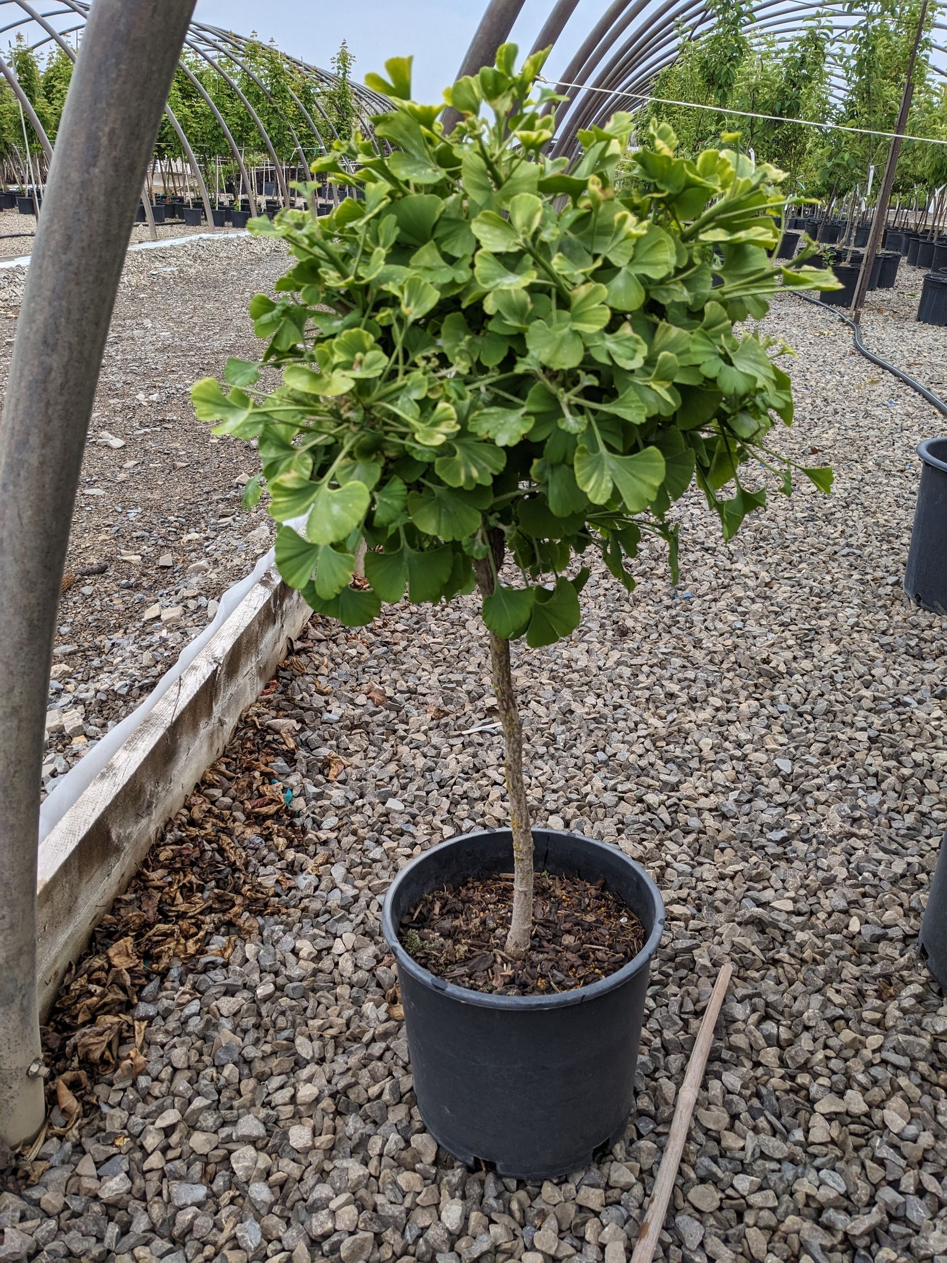 Mariken Maidenhair Tree