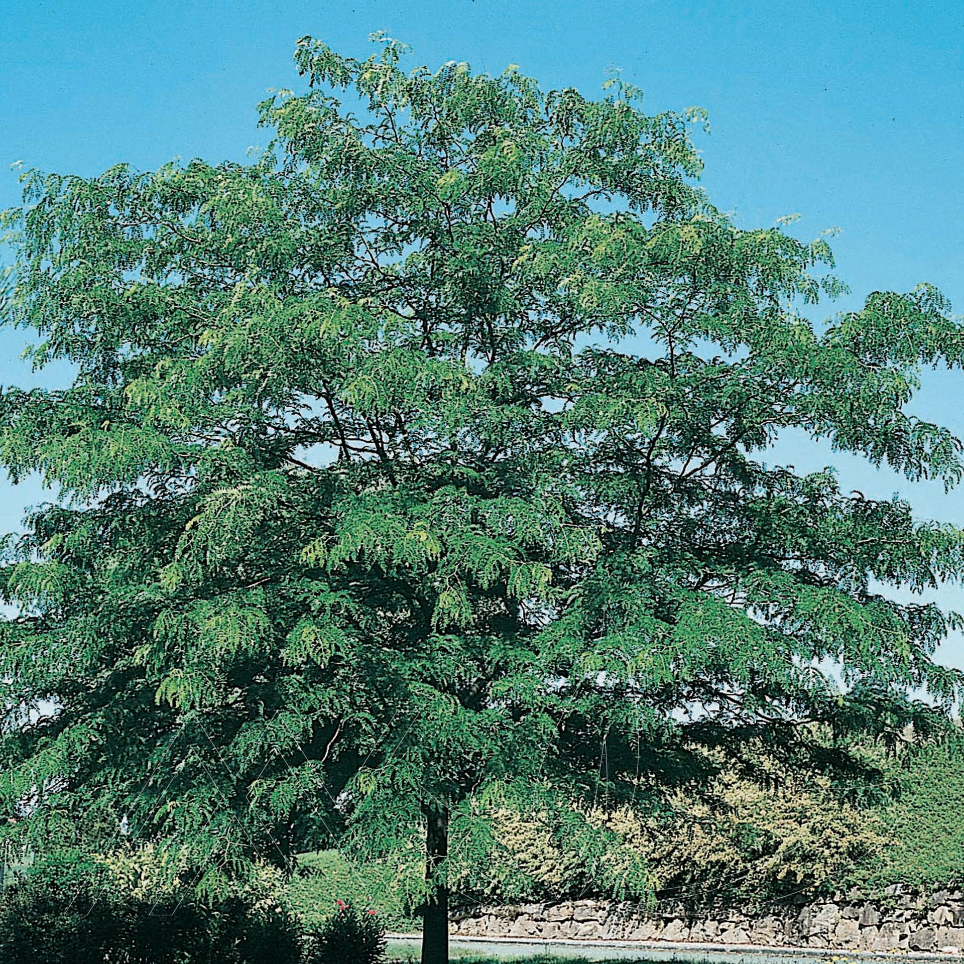 Imperial® Honeylocust