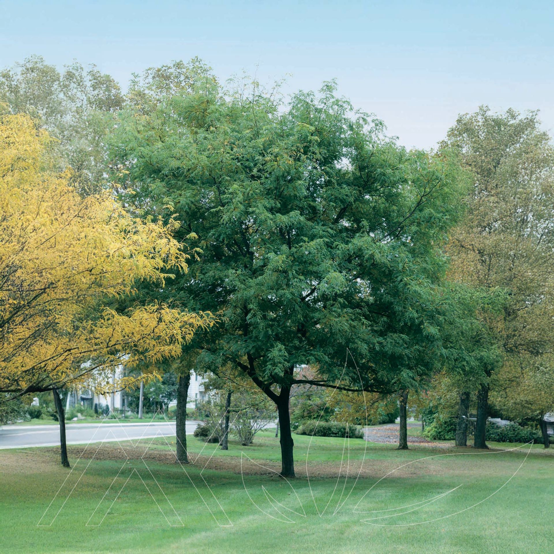 Shademaster Honeylocust