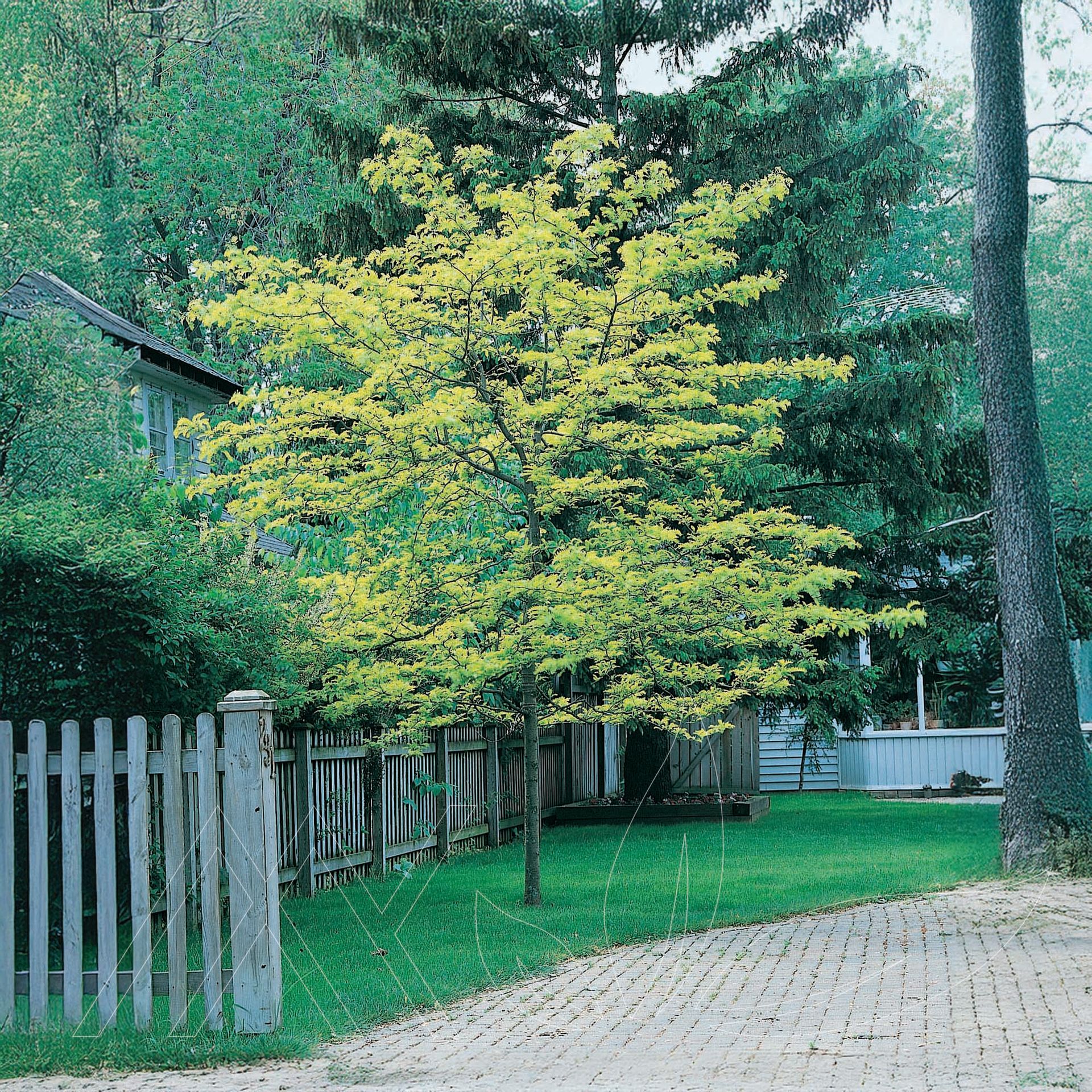 Sunburst® Honeylocust