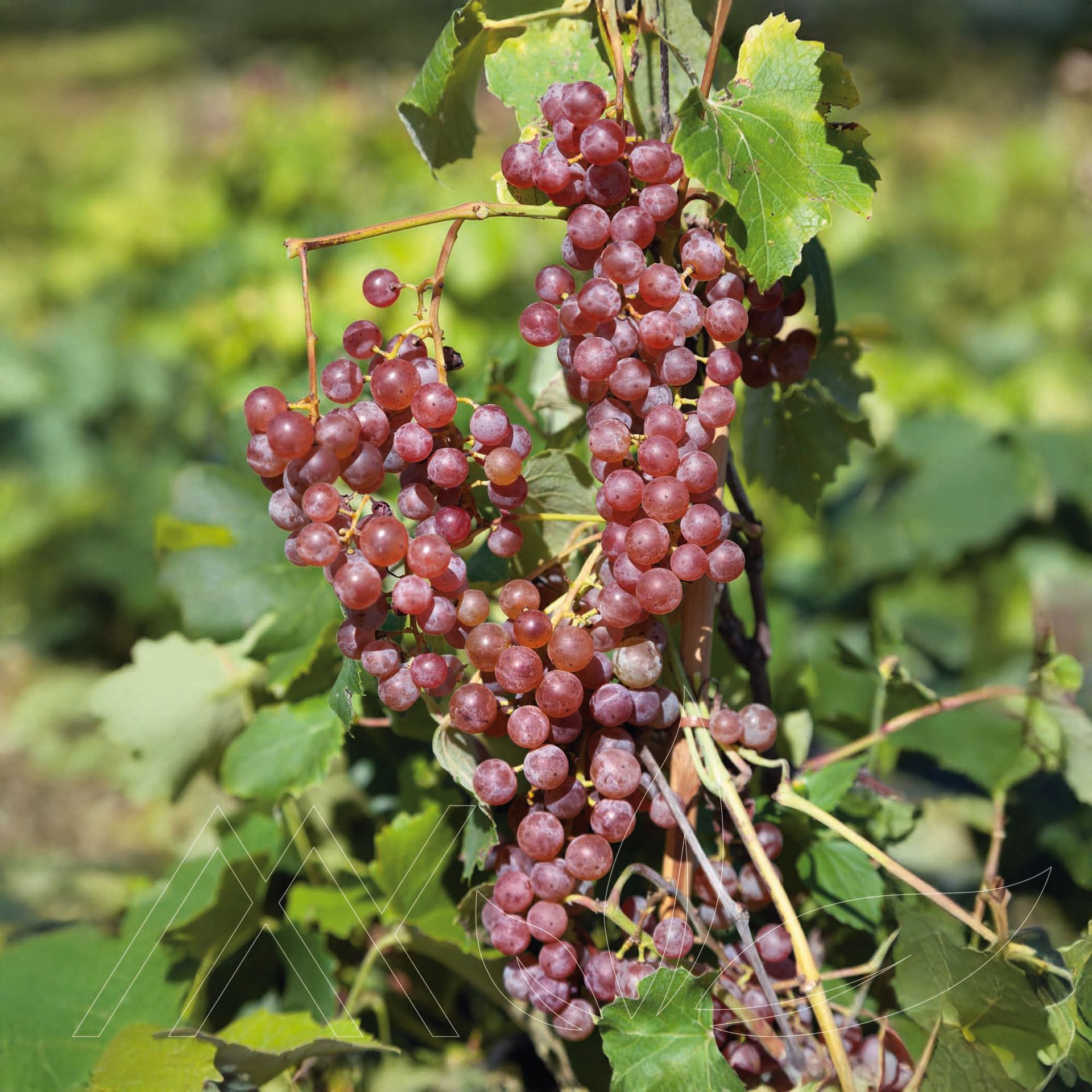 Canadice Grape
