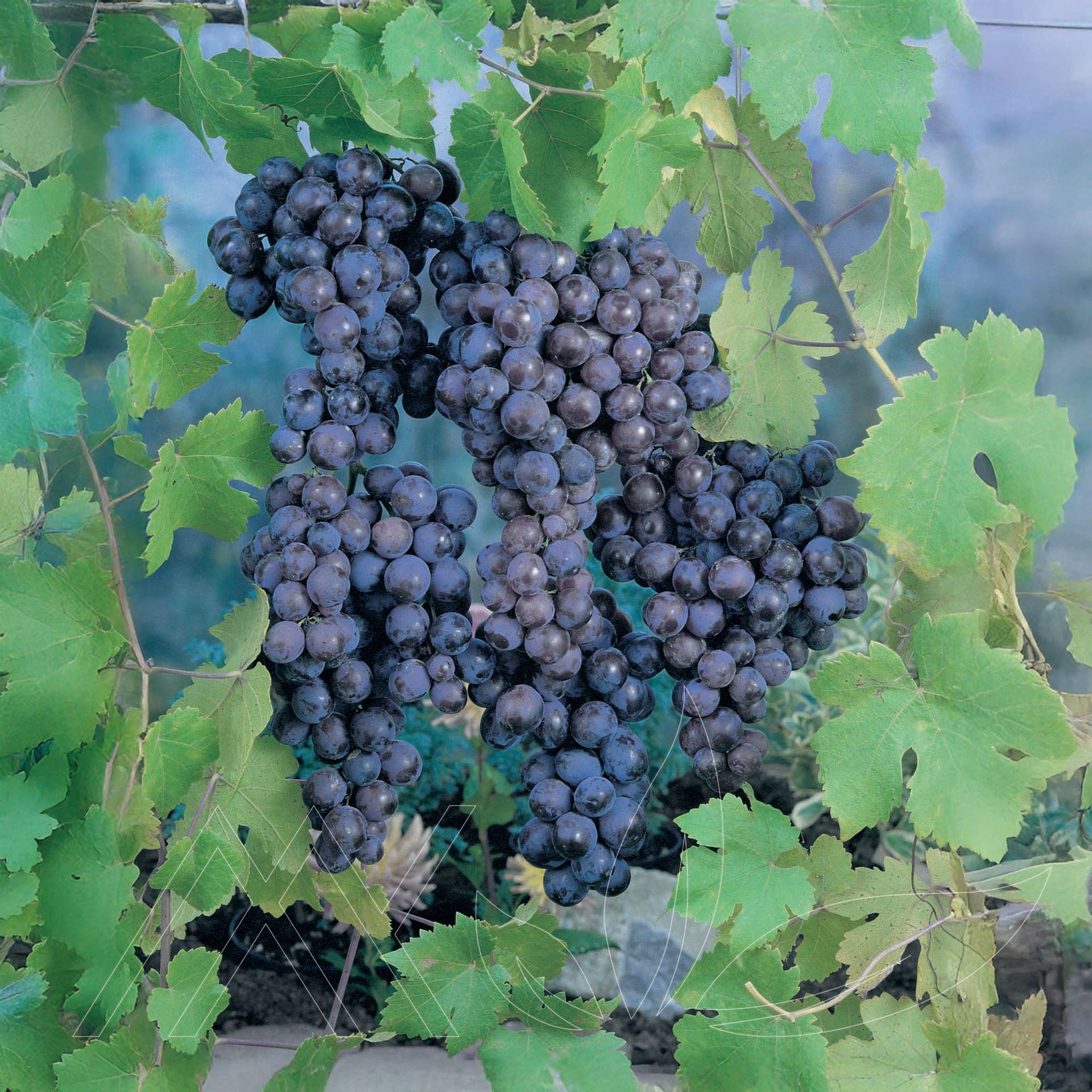 Concord Grape