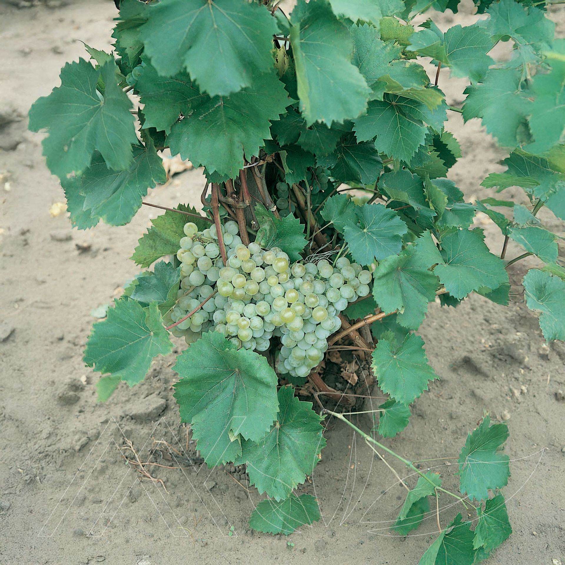 Himrod Seedless Grape