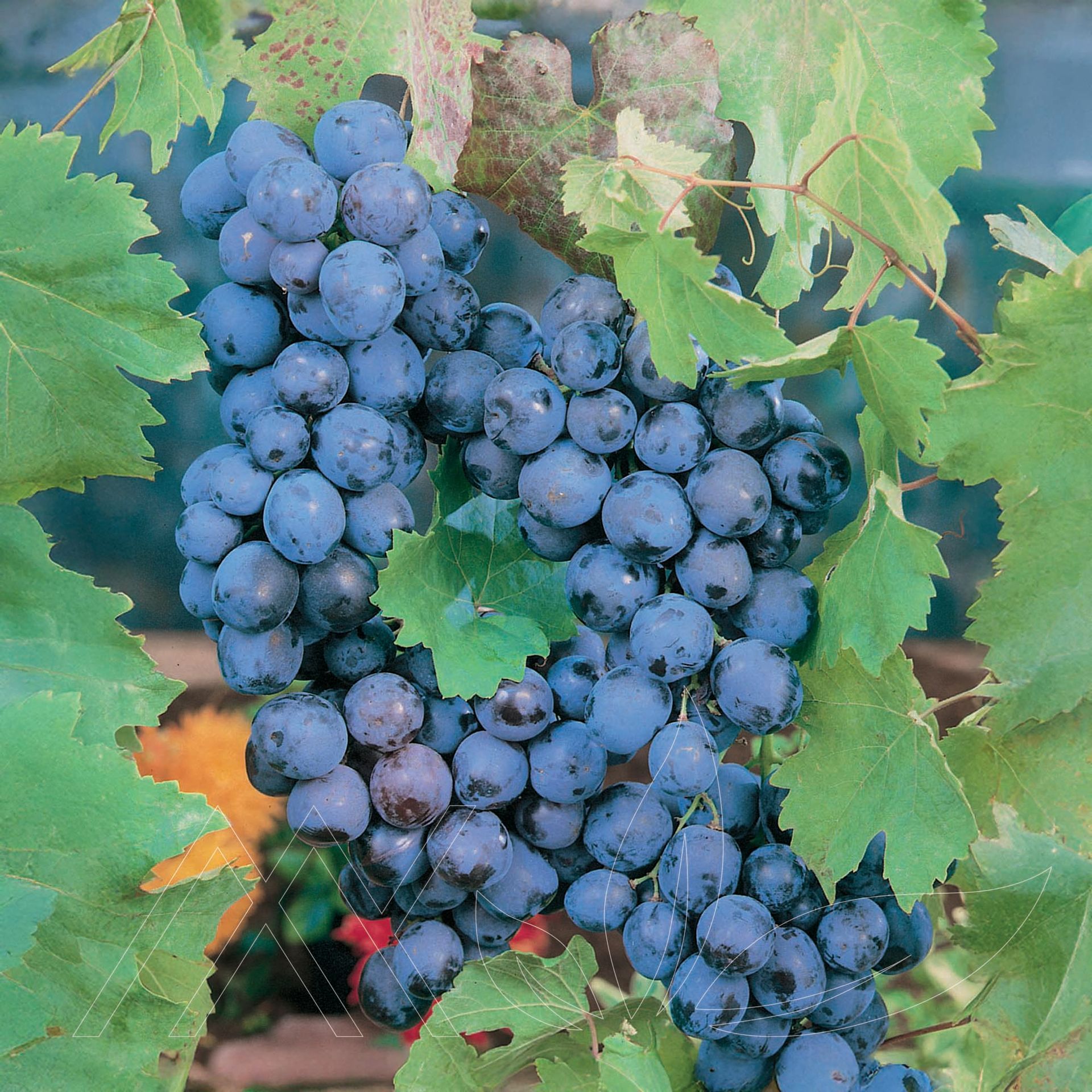 Sovereign Coronation Grape