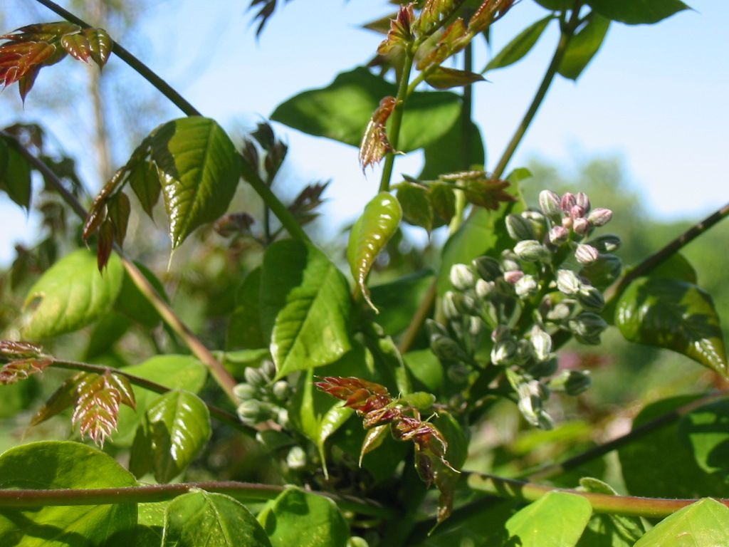 Kentucky Coffee Tree