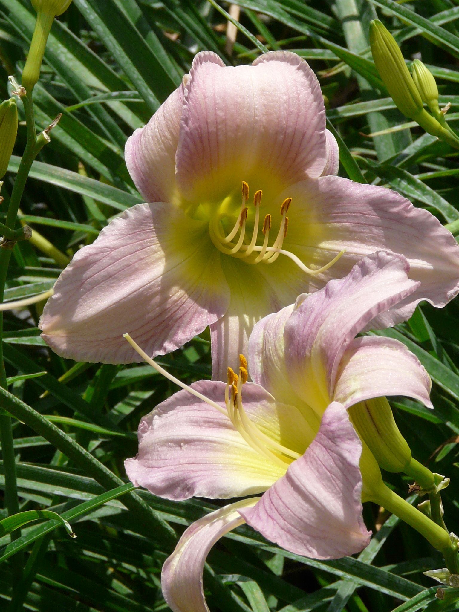 Catherine Woodbury Daylily