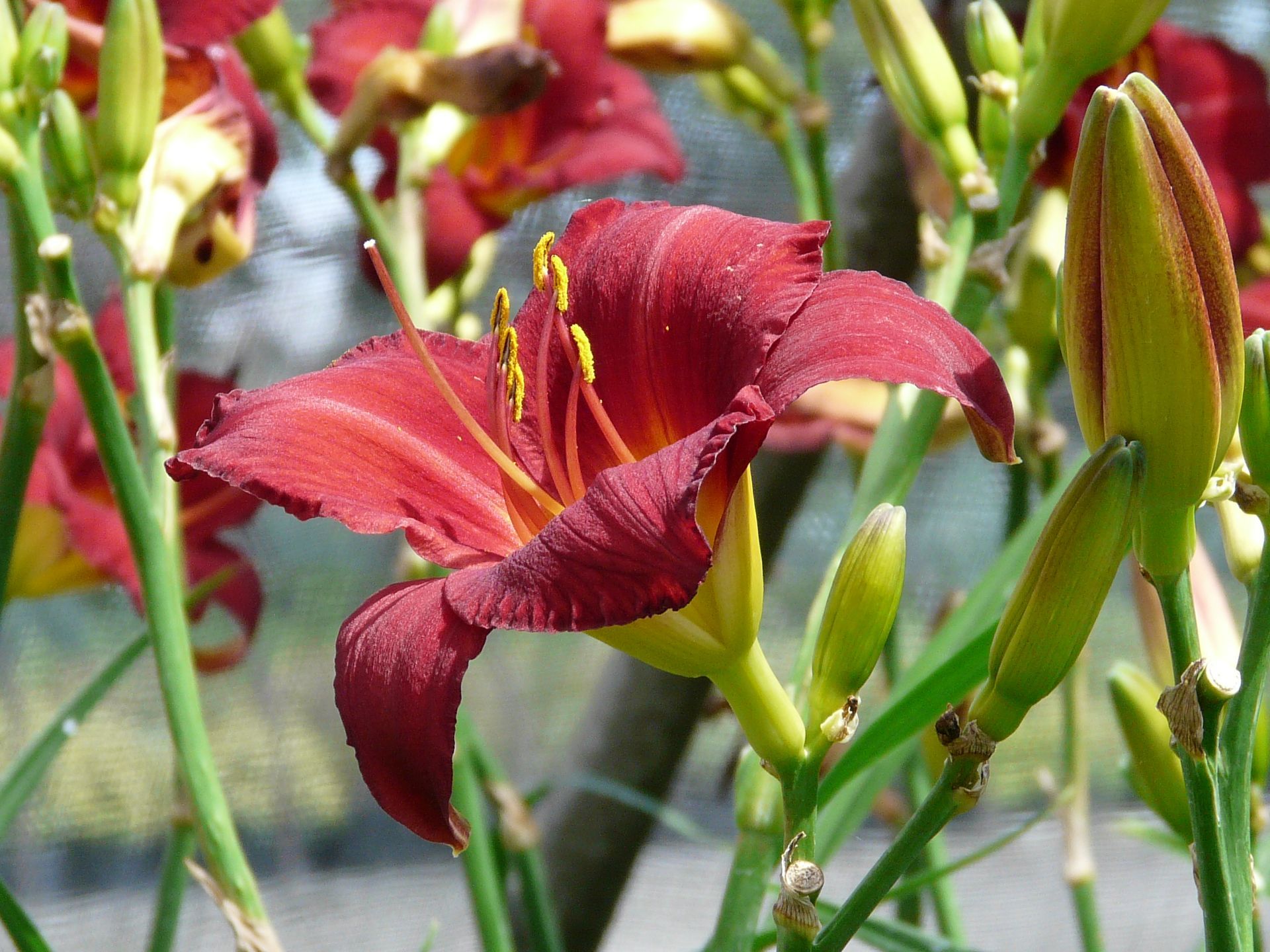Chicago Apache Daylily