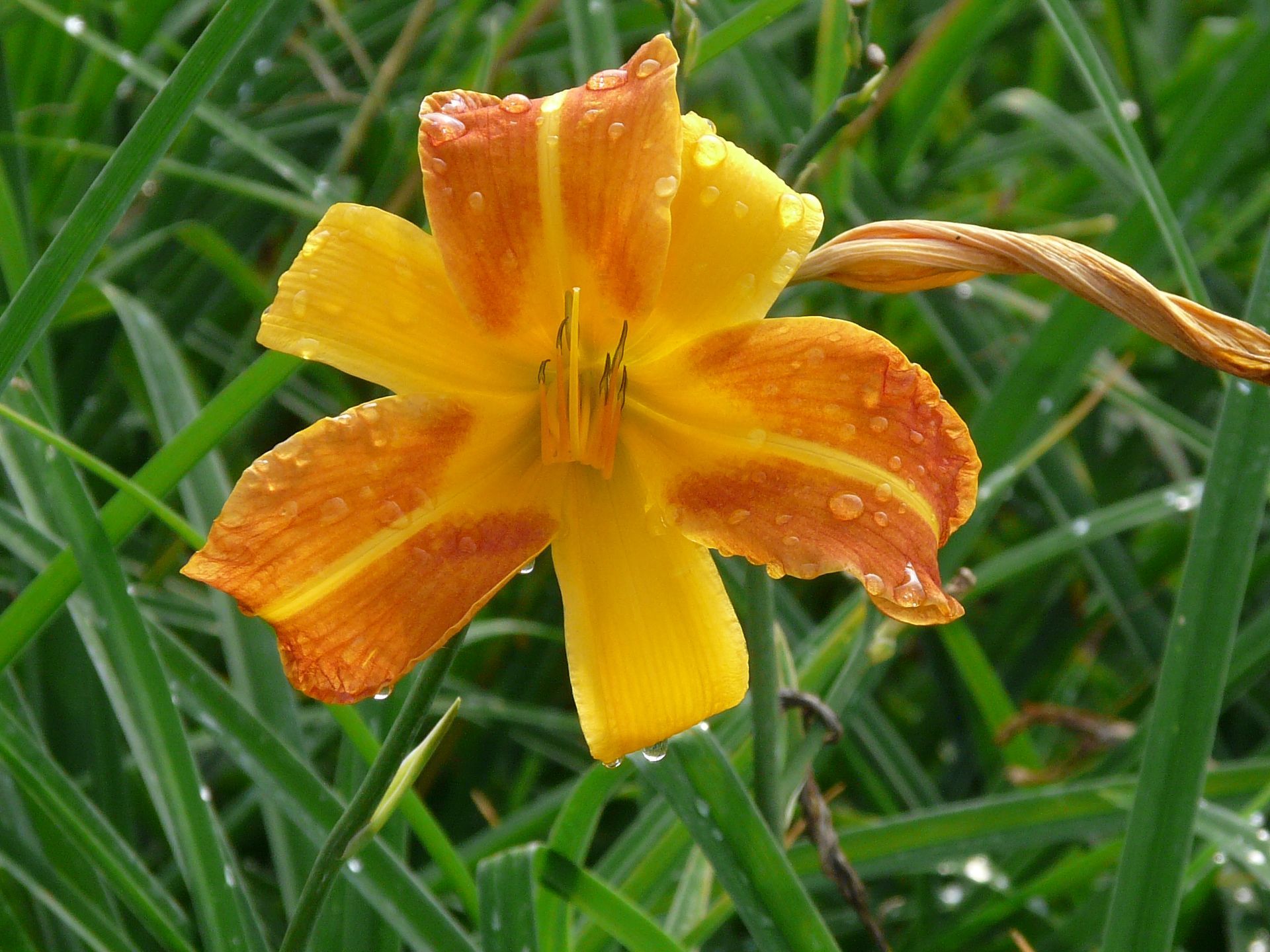 Frans Hals Daylily