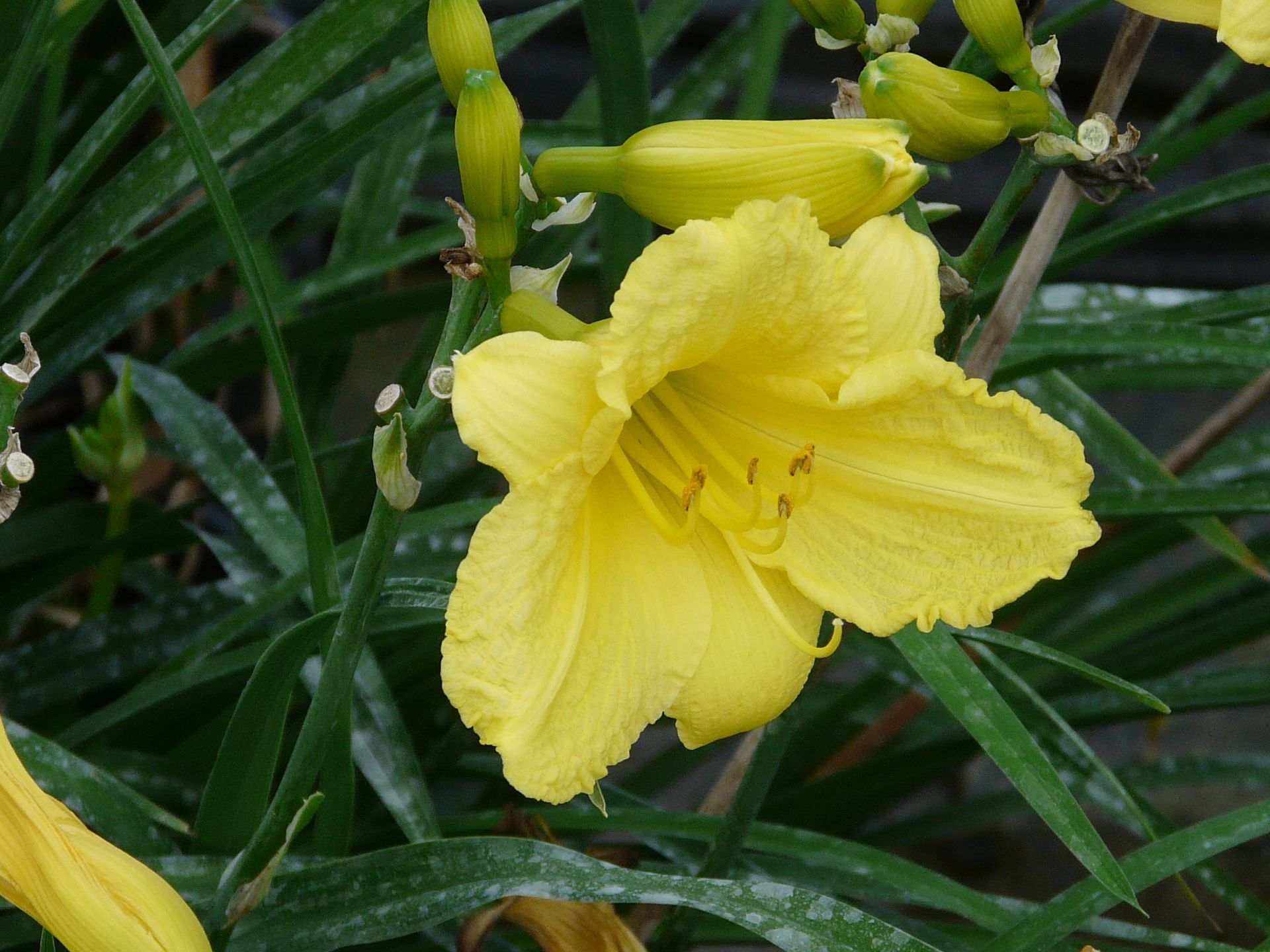 Happy Returns Daylily
